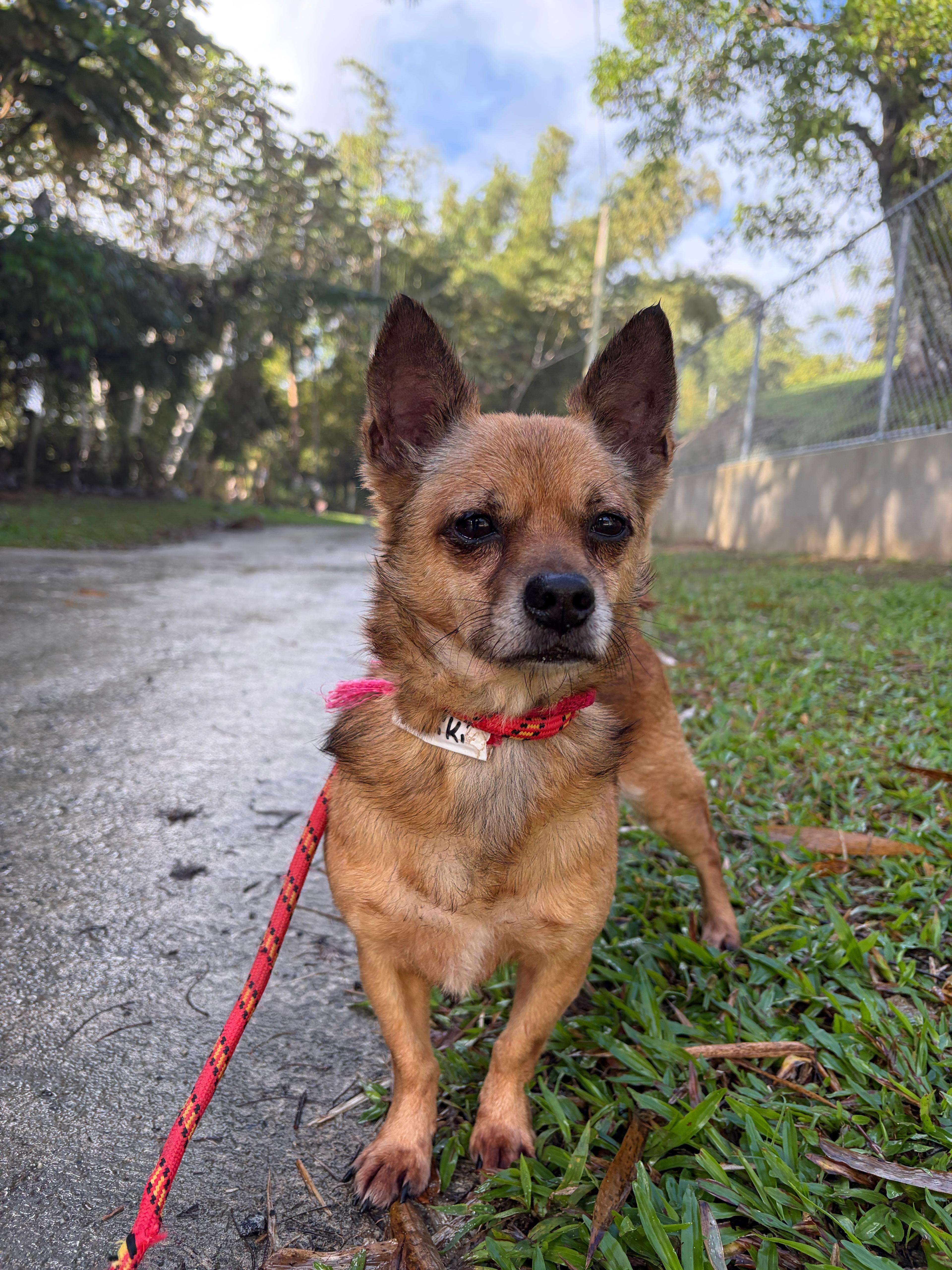 Enlarge Rafiki, a ADOPTABLE mixed breed in Brooklyn, NY image 3/4