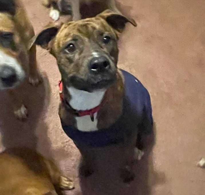 Enlarge Remi, a Adoptable American Staffordshire Terrier in Inez, TX image 1/4