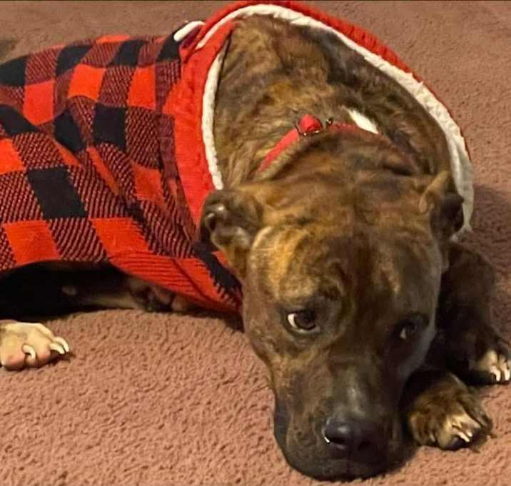 Enlarge Remi, a Adoptable American Staffordshire Terrier in Inez, TX image 3/4