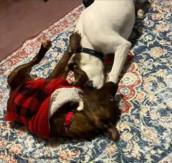 Enlarge Remi, a Adoptable American Staffordshire Terrier in Inez, TX image 4/4