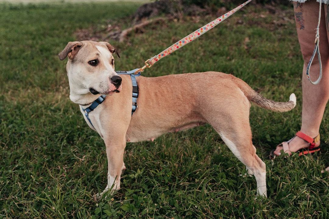 Bailey, Adopted, Young Female Labrador Retriever & American Staffordshire Terrier.