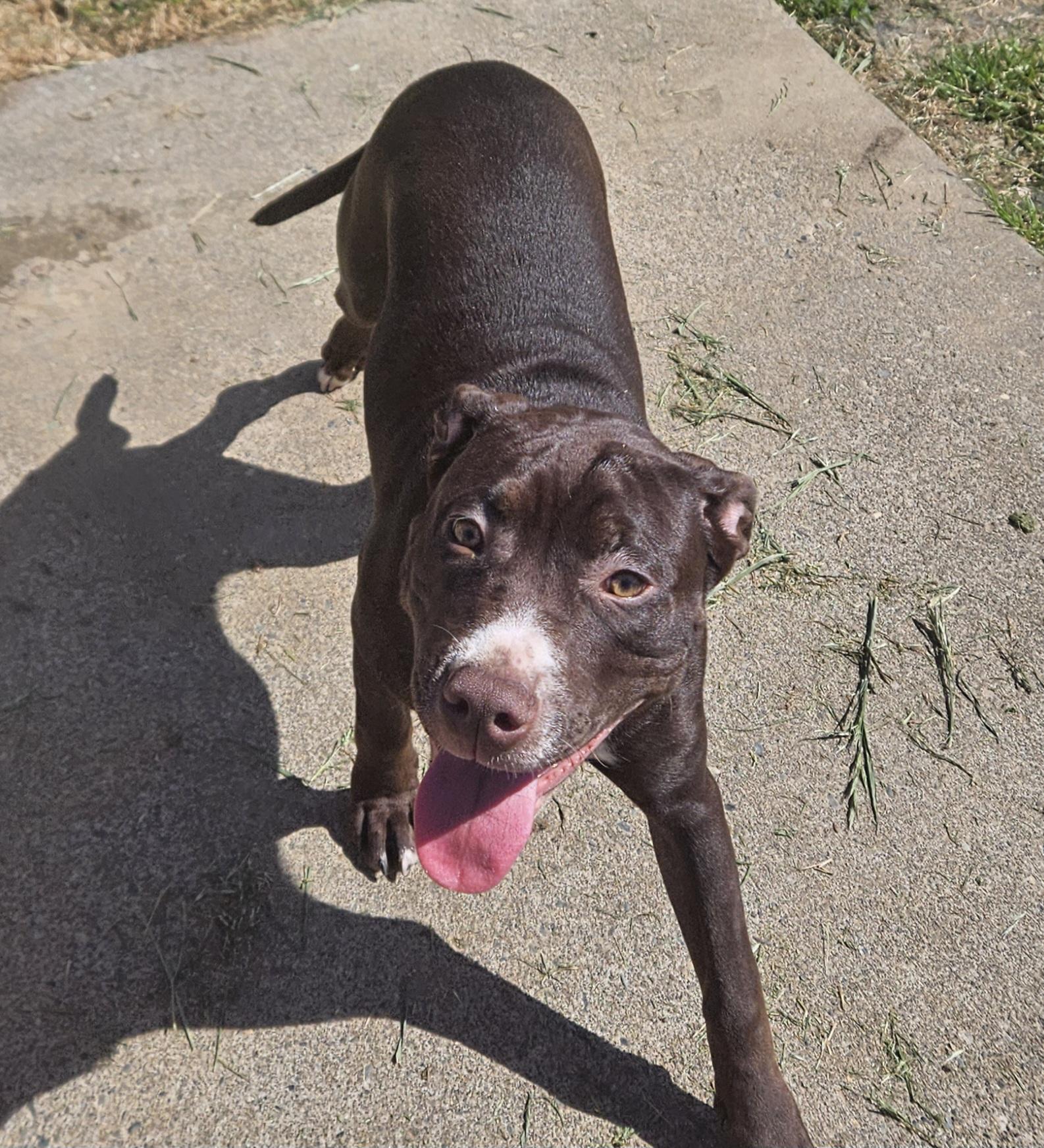 Ivy, Adoptable, Young Female Pit Bull Terrier.