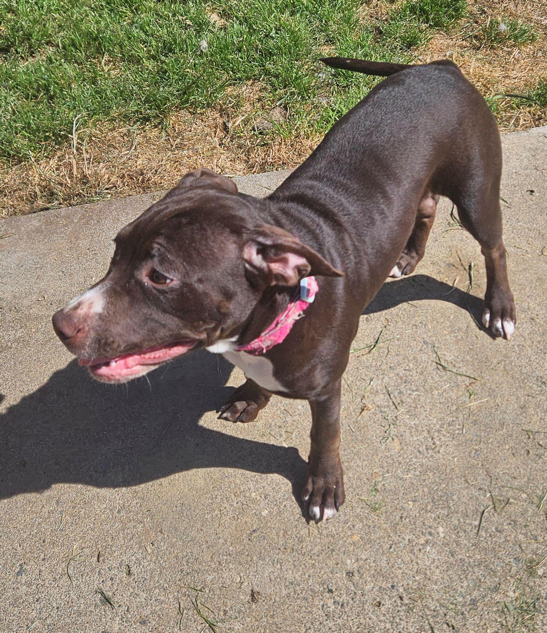 Enlarge Ivy, a Adoptable mixed breed in Longview, WA image 3/3