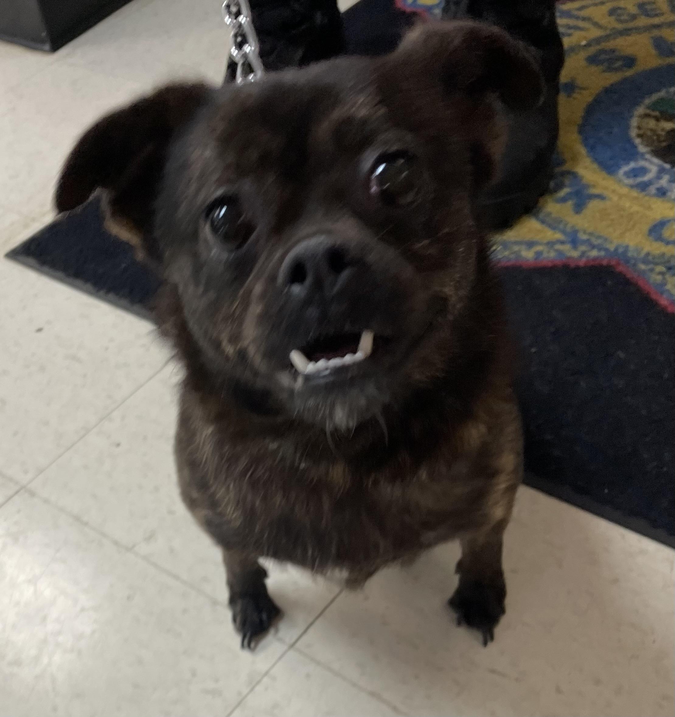 Enlarge Nora ADOPTED, a Adopted mixed breed in Canton, OH image 3/5