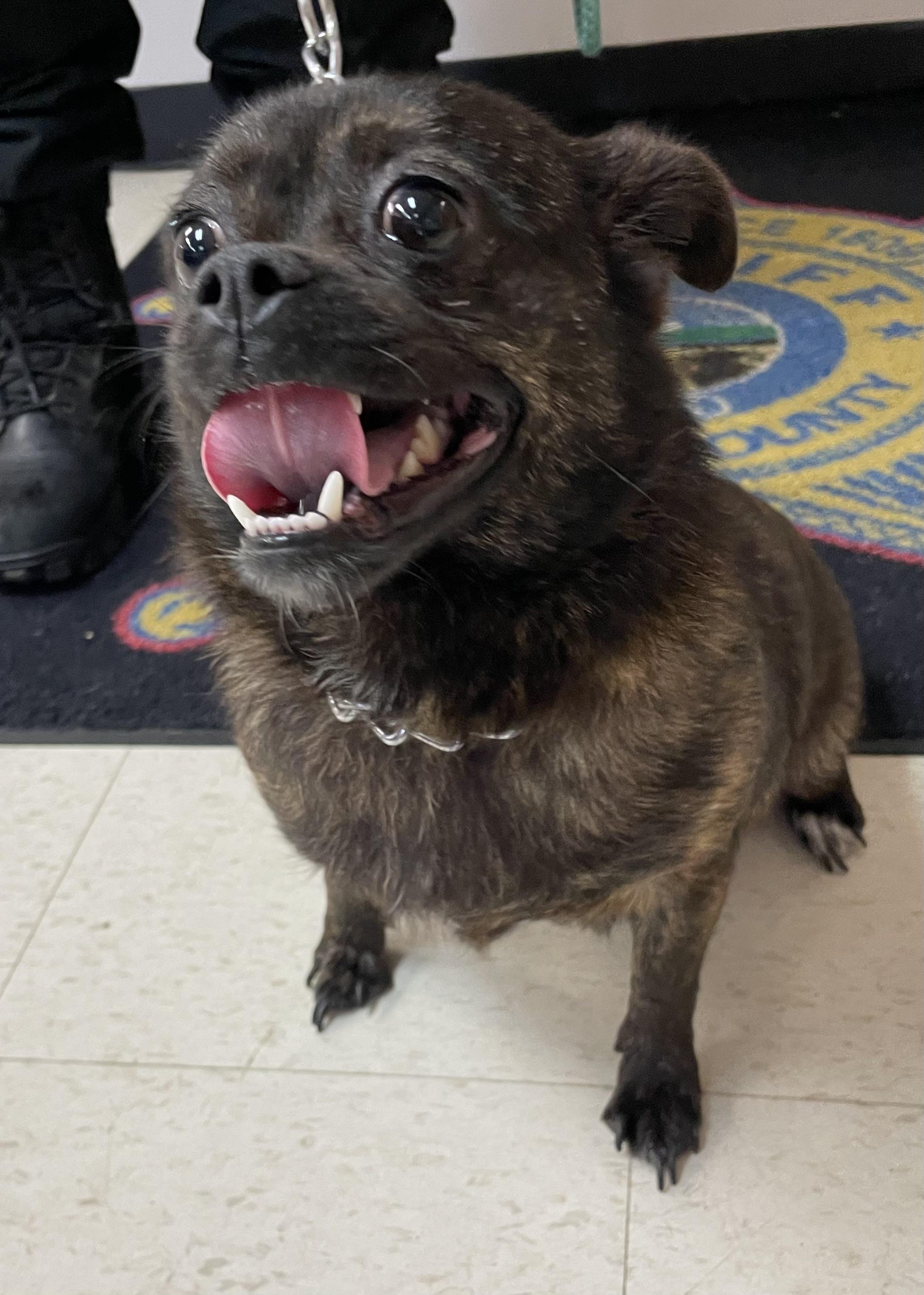 Enlarge Nora ADOPTED, a Adopted mixed breed in Canton, OH image 4/5