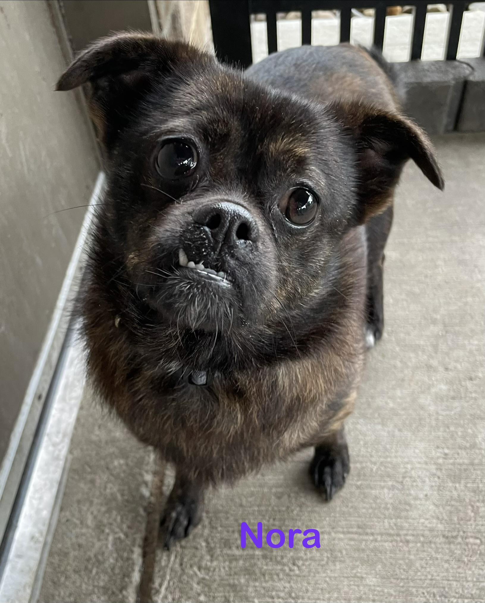 Nora ADOPTED, Adopted, Young Female Chihuahua & Puggle.