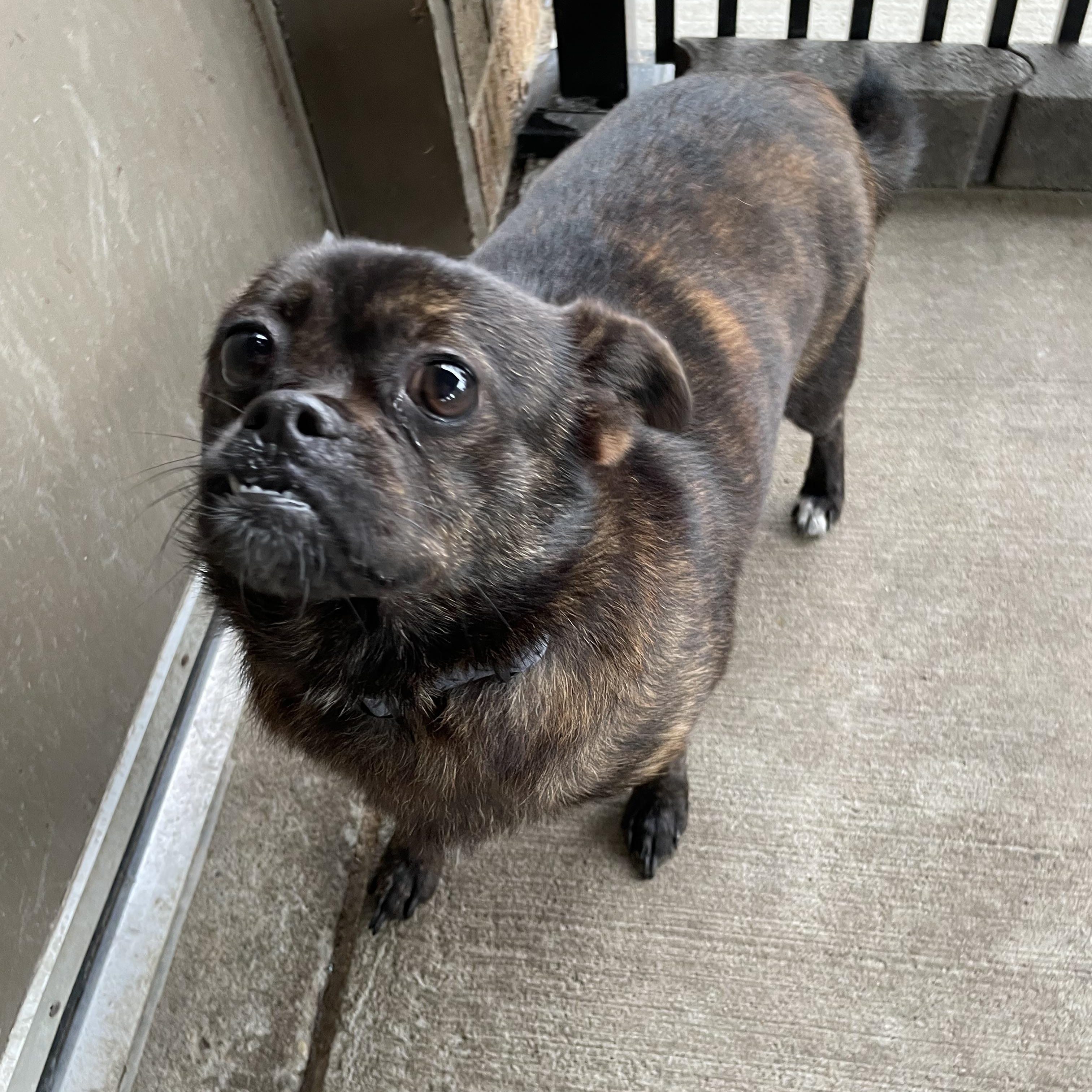 Enlarge Nora ADOPTED, a Adopted mixed breed in Canton, OH image 5/5