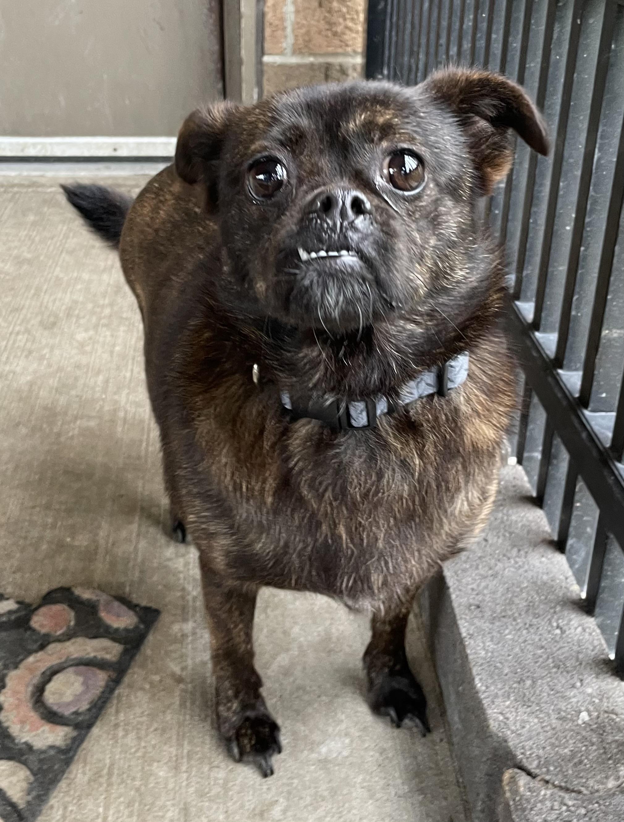 Enlarge Nora ADOPTED, a Adopted mixed breed in Canton, OH image 2/5
