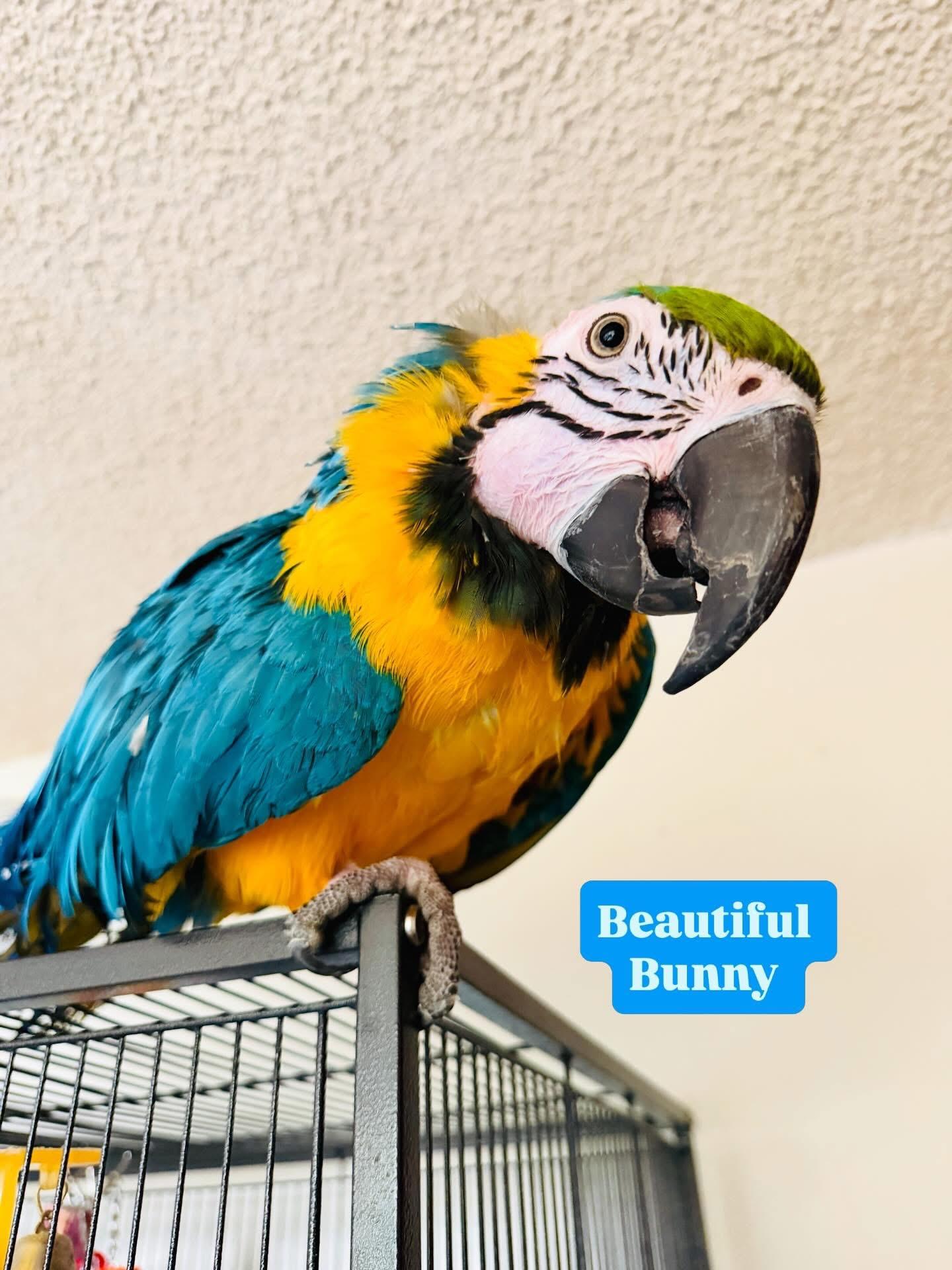 Bunny, adopted, Adult Female Macaw.