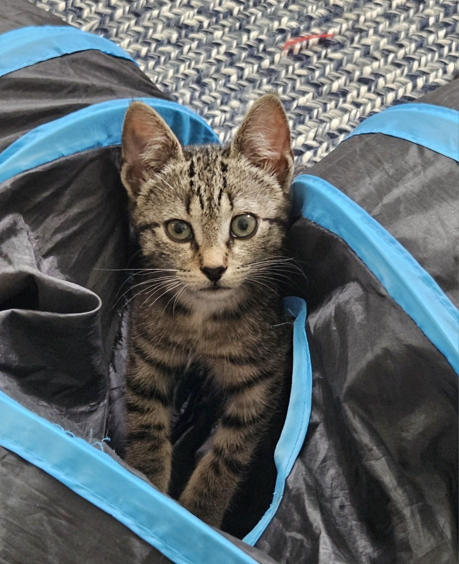 Enlarge Nellie, a ADOPTABLE Domestic Short Hair in Seneca, SC image 1/4
