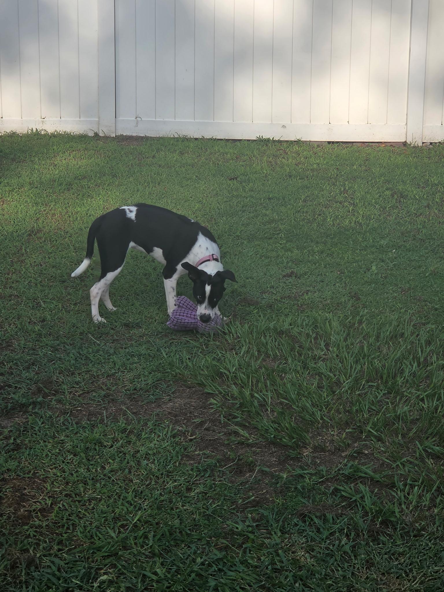 Enlarge Oreo, a Adoptable mixed breed in Orlando, FL image 4/4