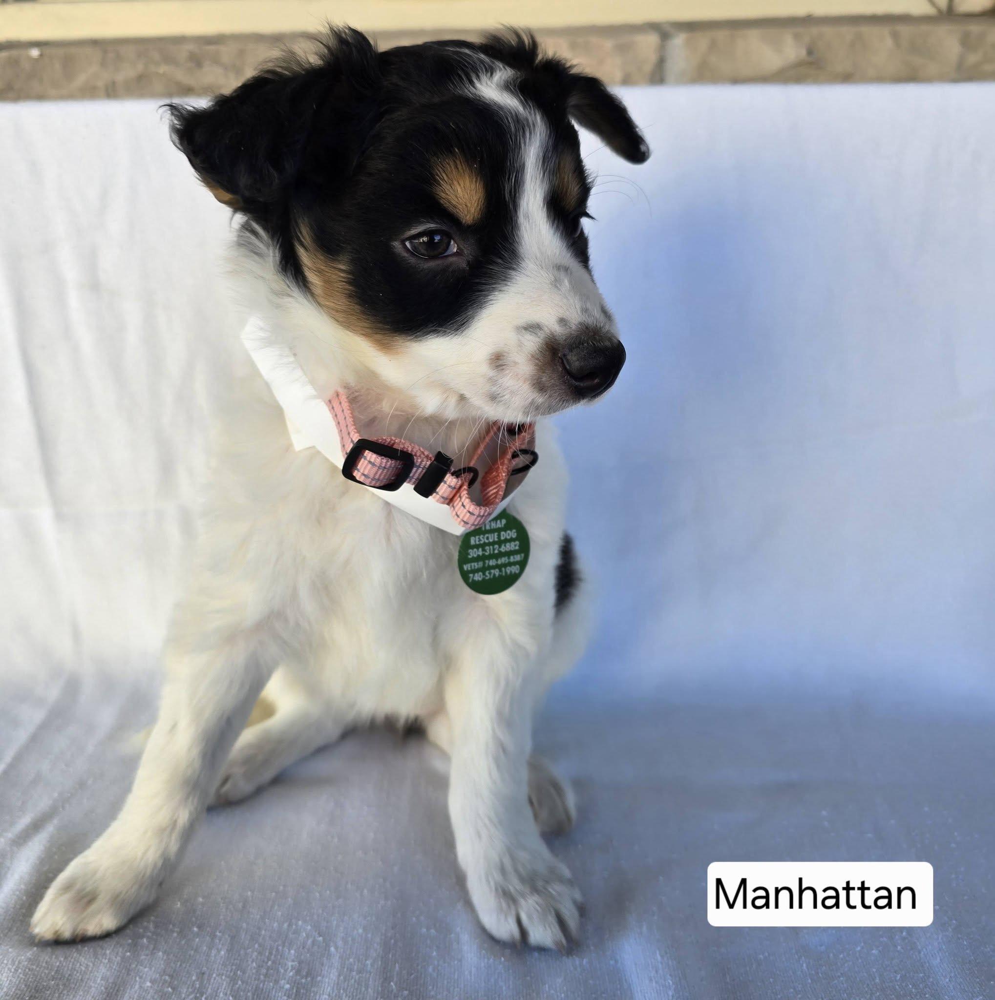 Manhatten, ADOPTABLE, Puppy Female German Shepherd Dog & Mixed Breed.