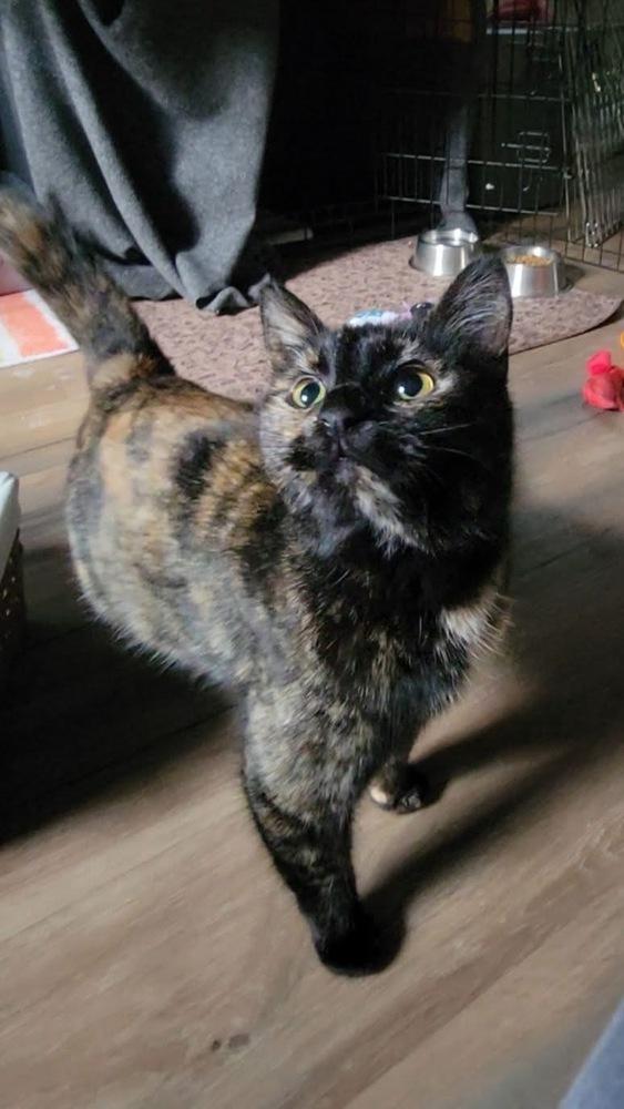 Charlie — thumbnail 2