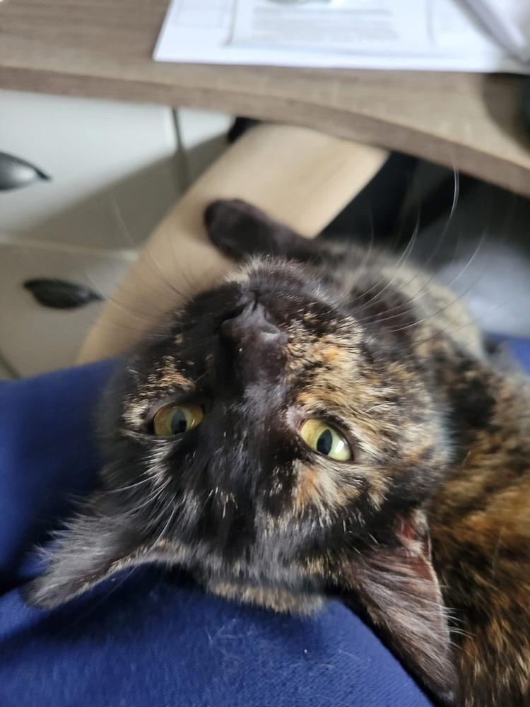 Charlie — thumbnail 3