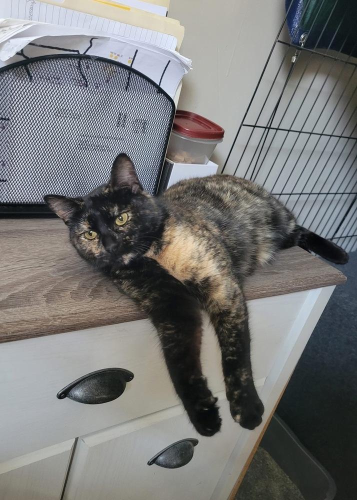 Charlie — thumbnail 4