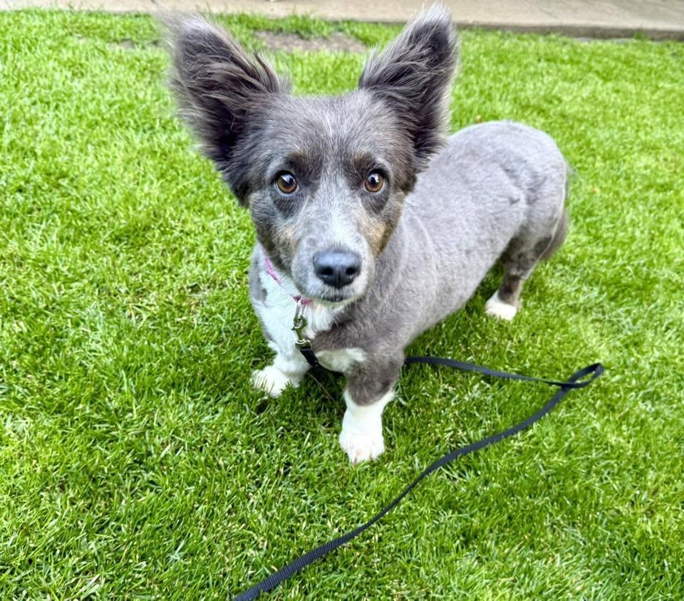 Zoe, an adopted mixed breed in Lethbridge, AB image 1/3