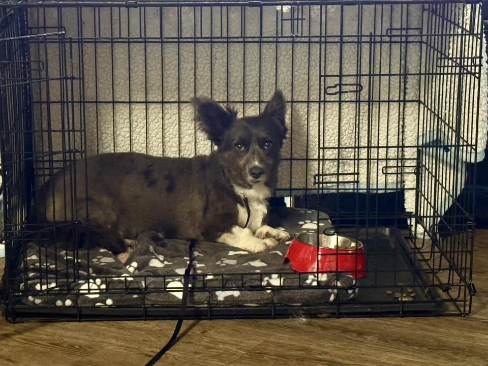 Zoe, an adopted mixed breed in Lethbridge, AB image 3/3