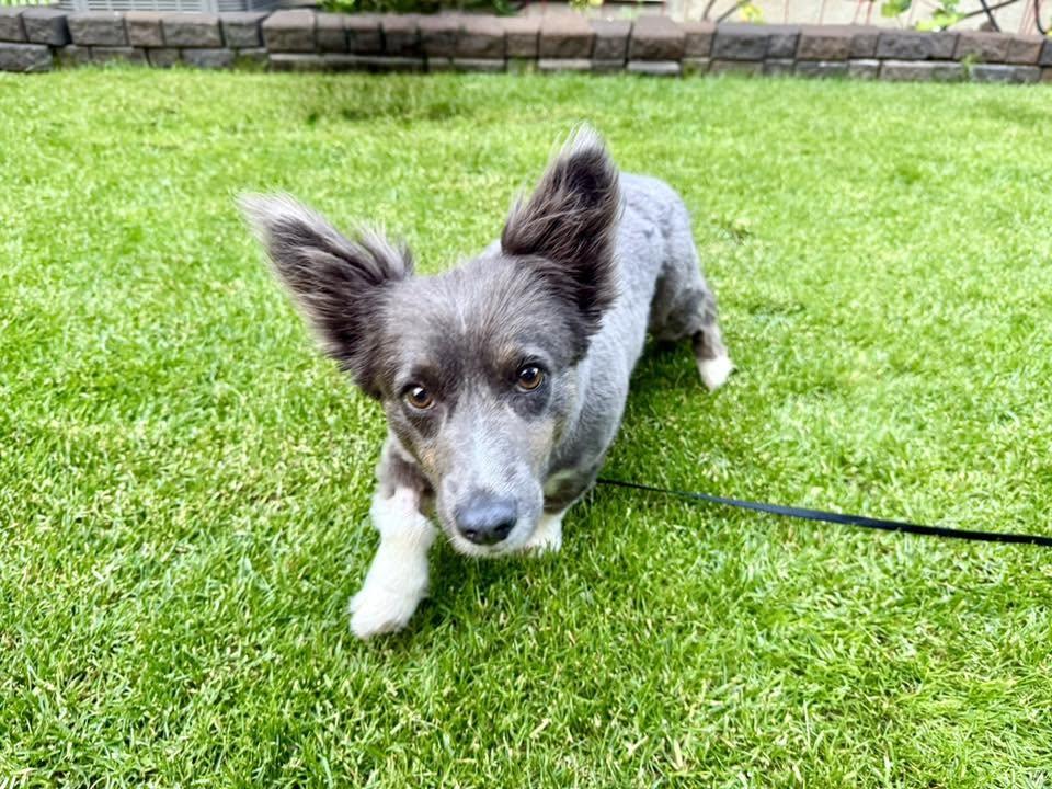 Zoe, an adopted mixed breed in Lethbridge, AB image 2/3