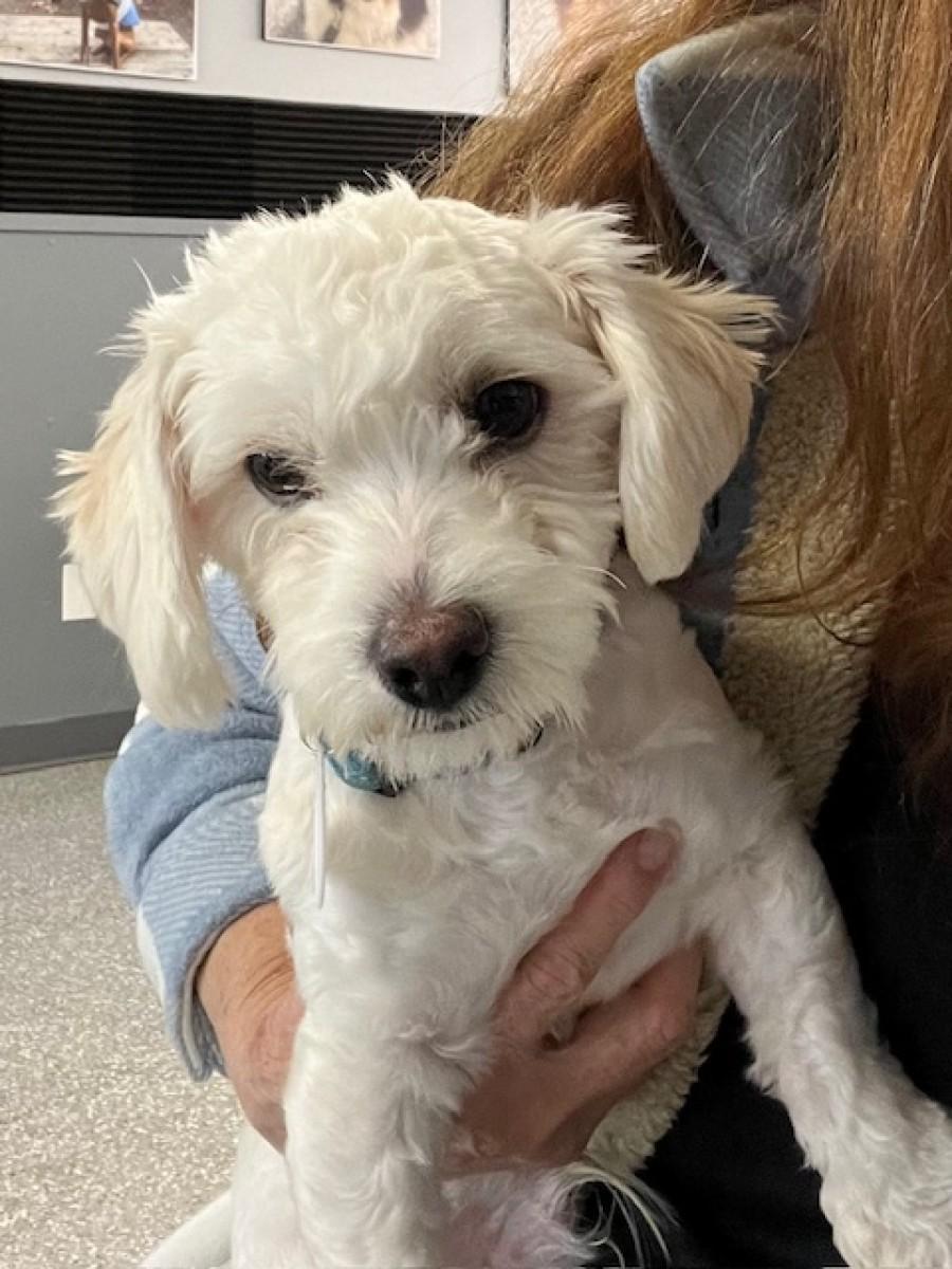 Andy & Casper, Adopted, Young Male Miniature Poodle.