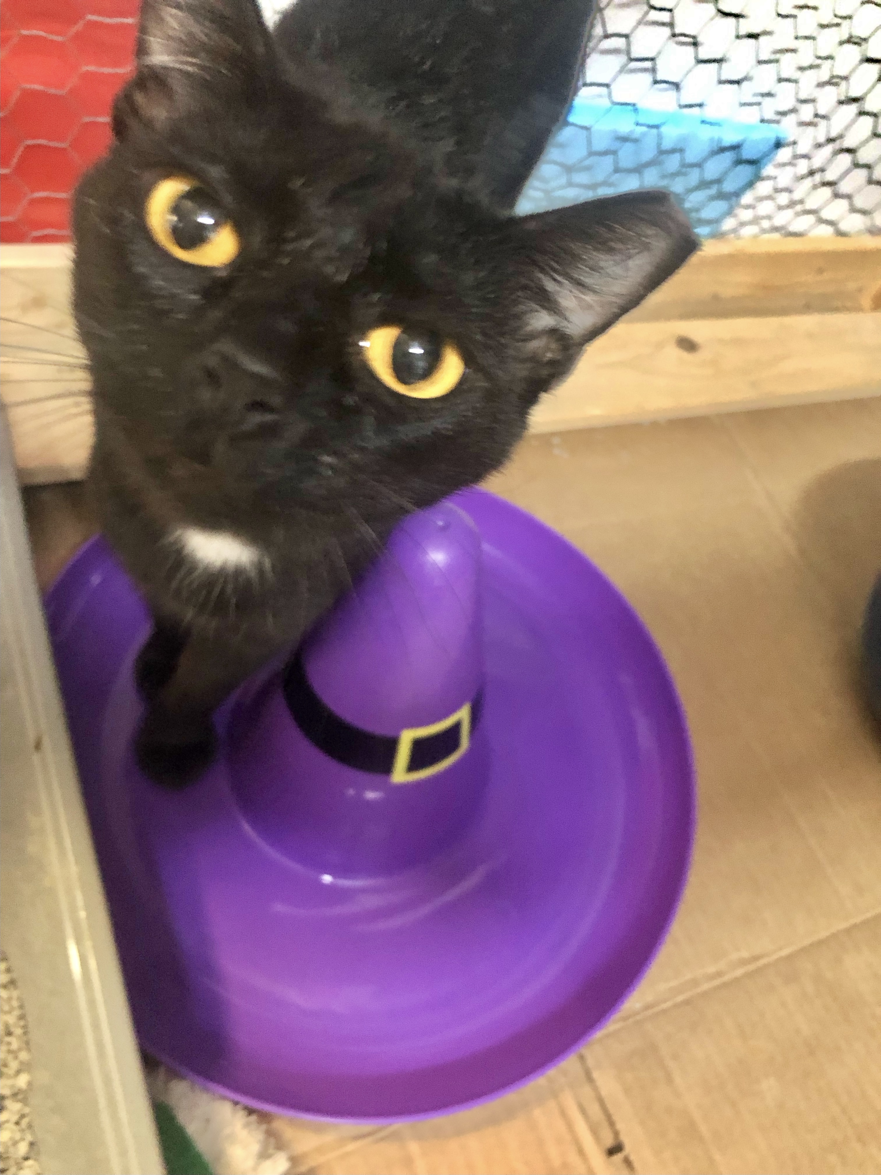 Maleficent (so friendly & loving ), Adoptable, Young Female Domestic Short Hair.