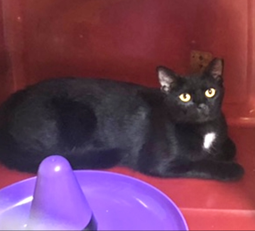 Enlarge Maleficent (so friendly & loving ), a Adoptable Domestic Short Hair in Daytona Beach, FL image 2/2