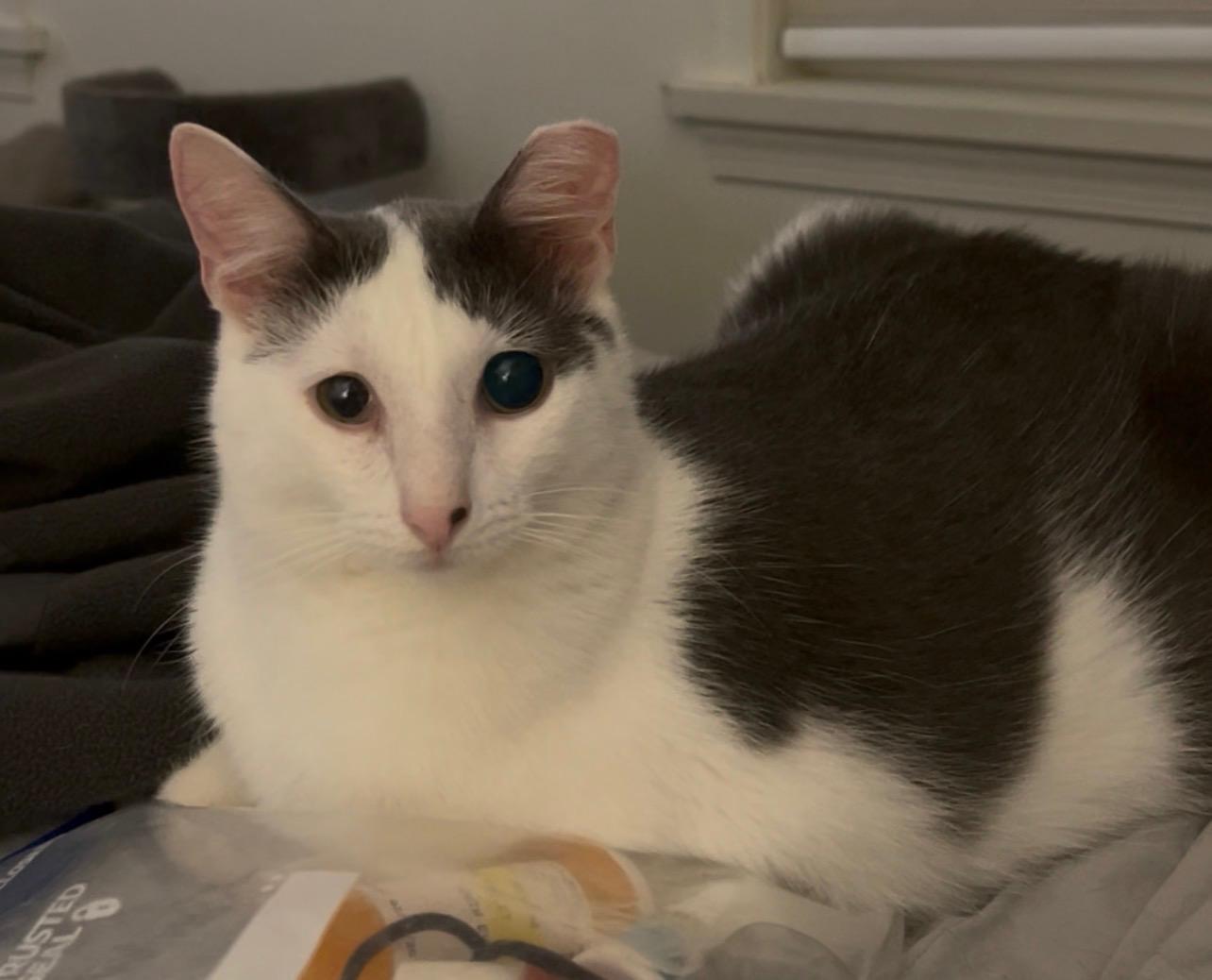 Hunter, Adoptable, Adult Male Domestic Short Hair.