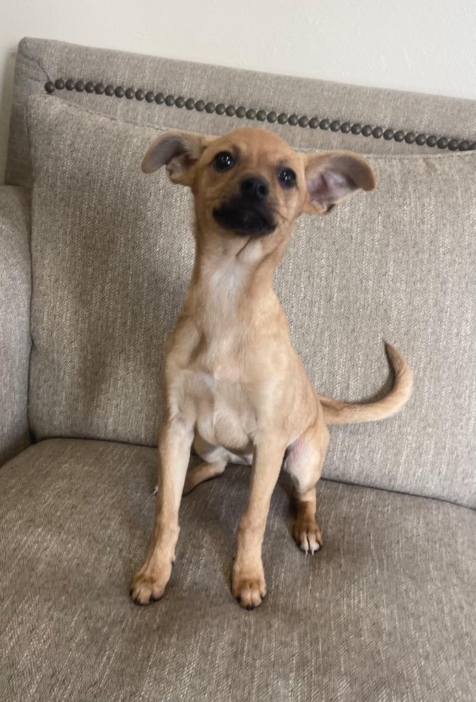 Cally, Adoptable, Puppy Female Mixed Breed.