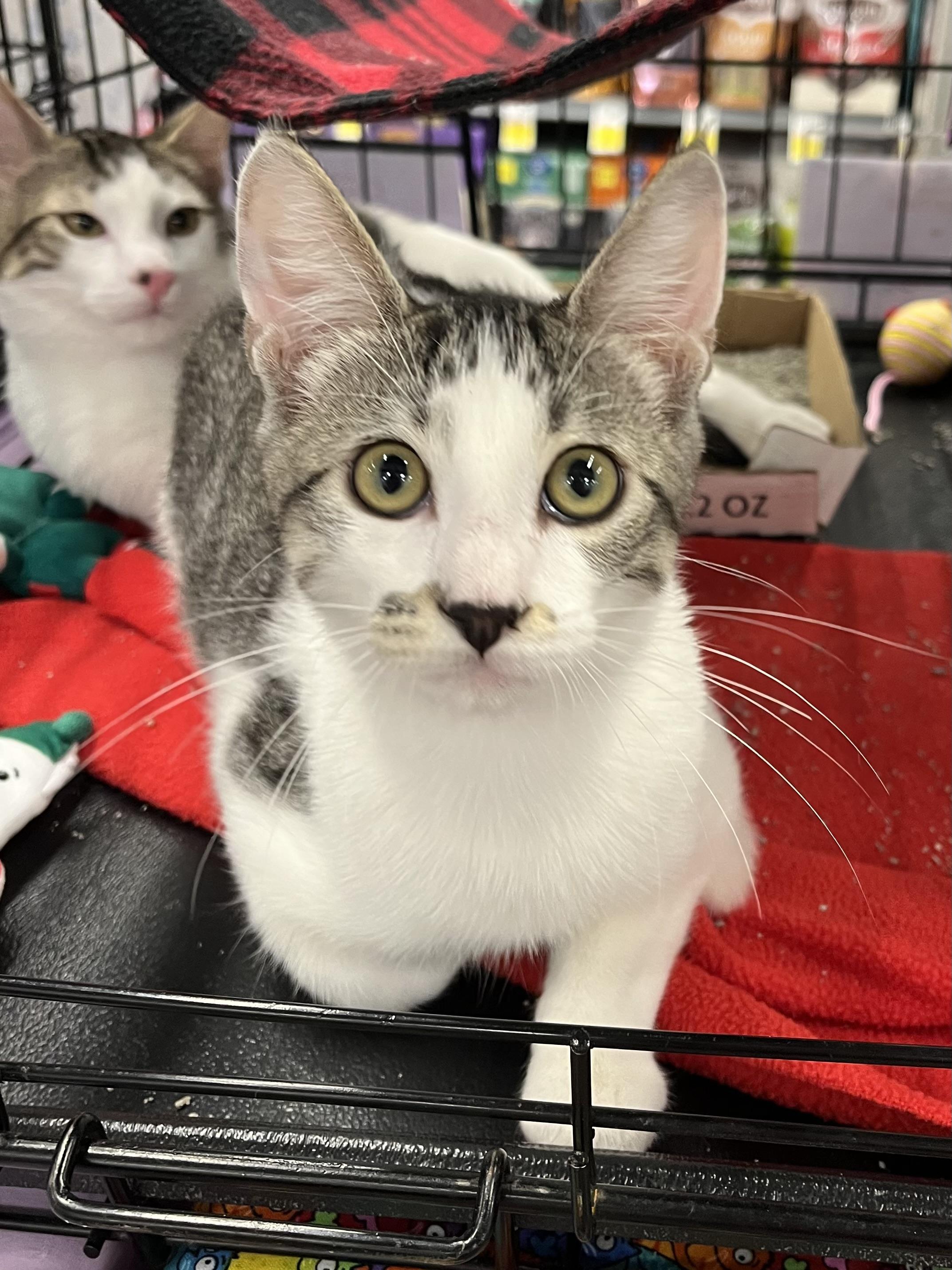 Enlarge Edward Cullen CA, a Adoptable Domestic Short Hair in Schertz, TX image 1/2