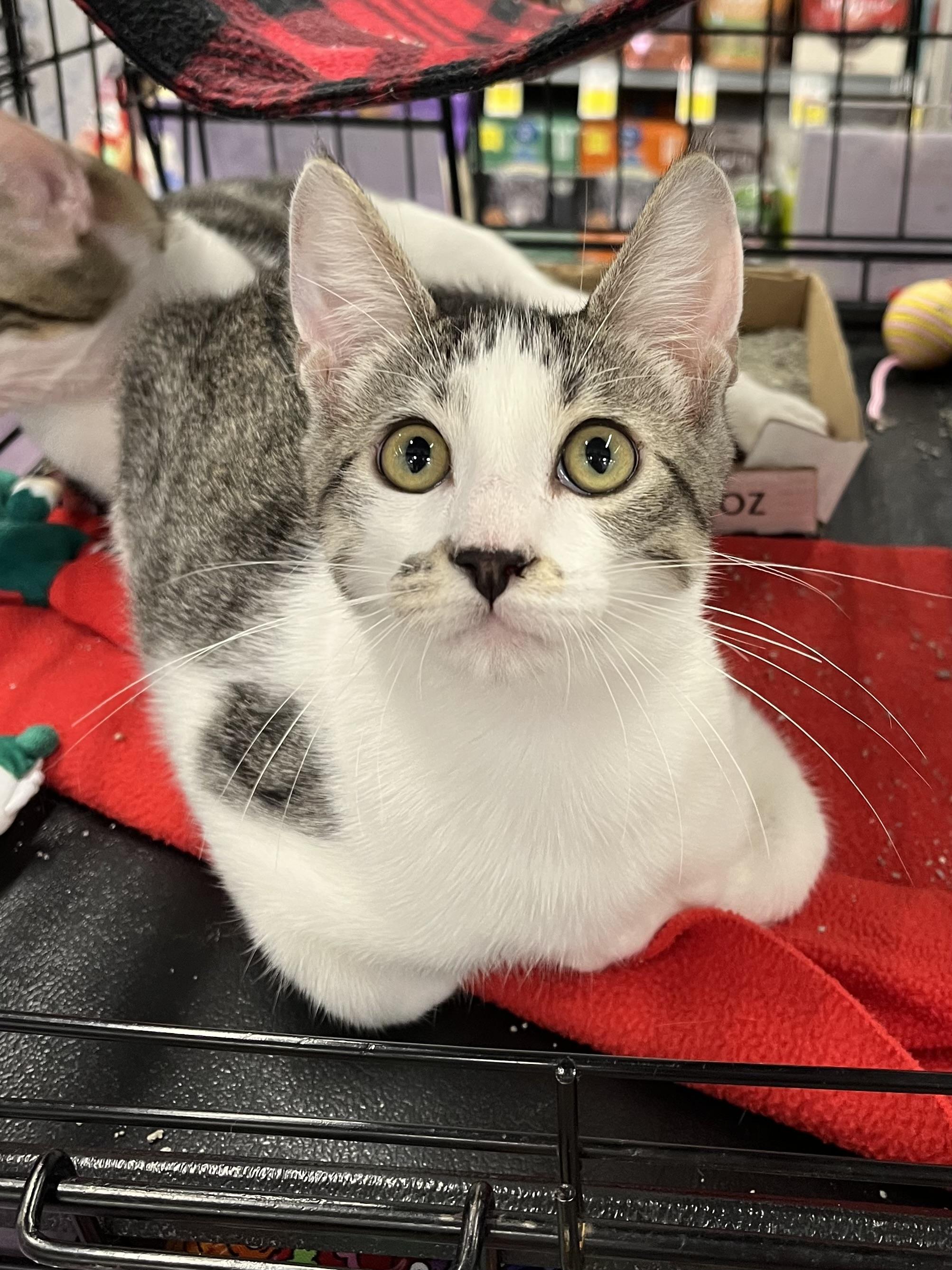Enlarge Edward Cullen CA, a Adoptable Domestic Short Hair in Schertz, TX image 2/2