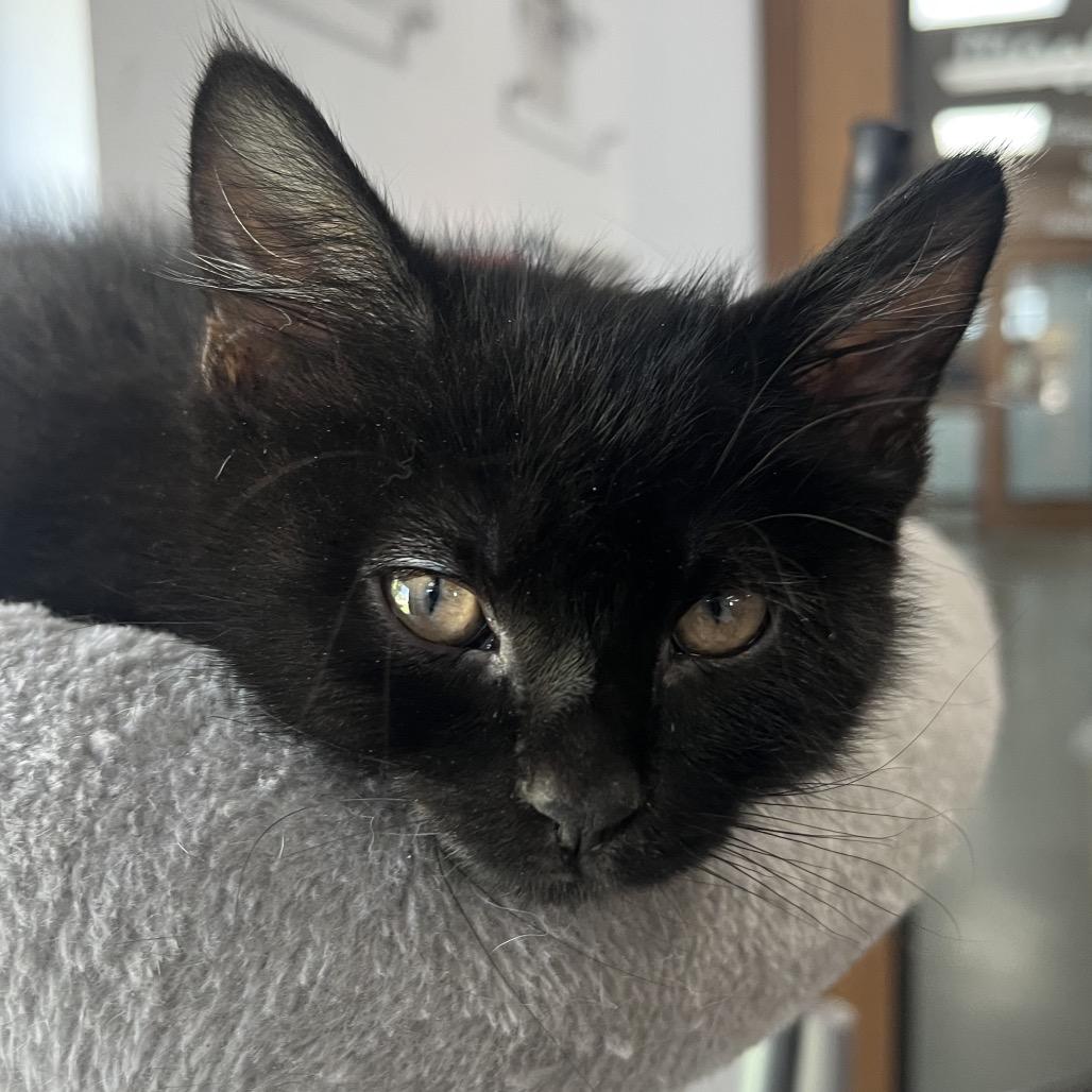Enlarge Porsche, a Adoptable Domestic Short Hair in Idaho Falls, ID image 1/1