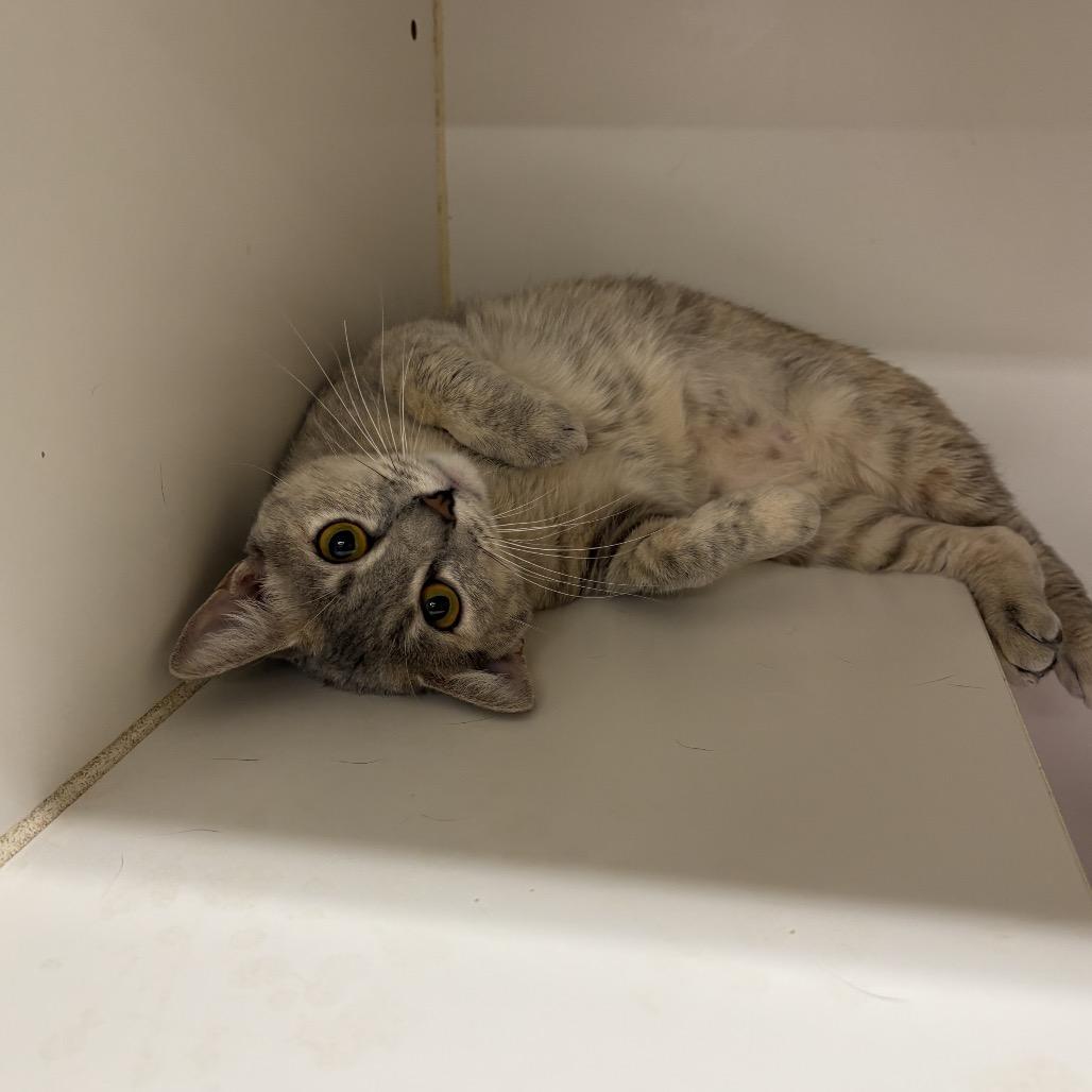 Enlarge Lulu, a Adoptable Domestic Short Hair in Union, MO image 2/2
