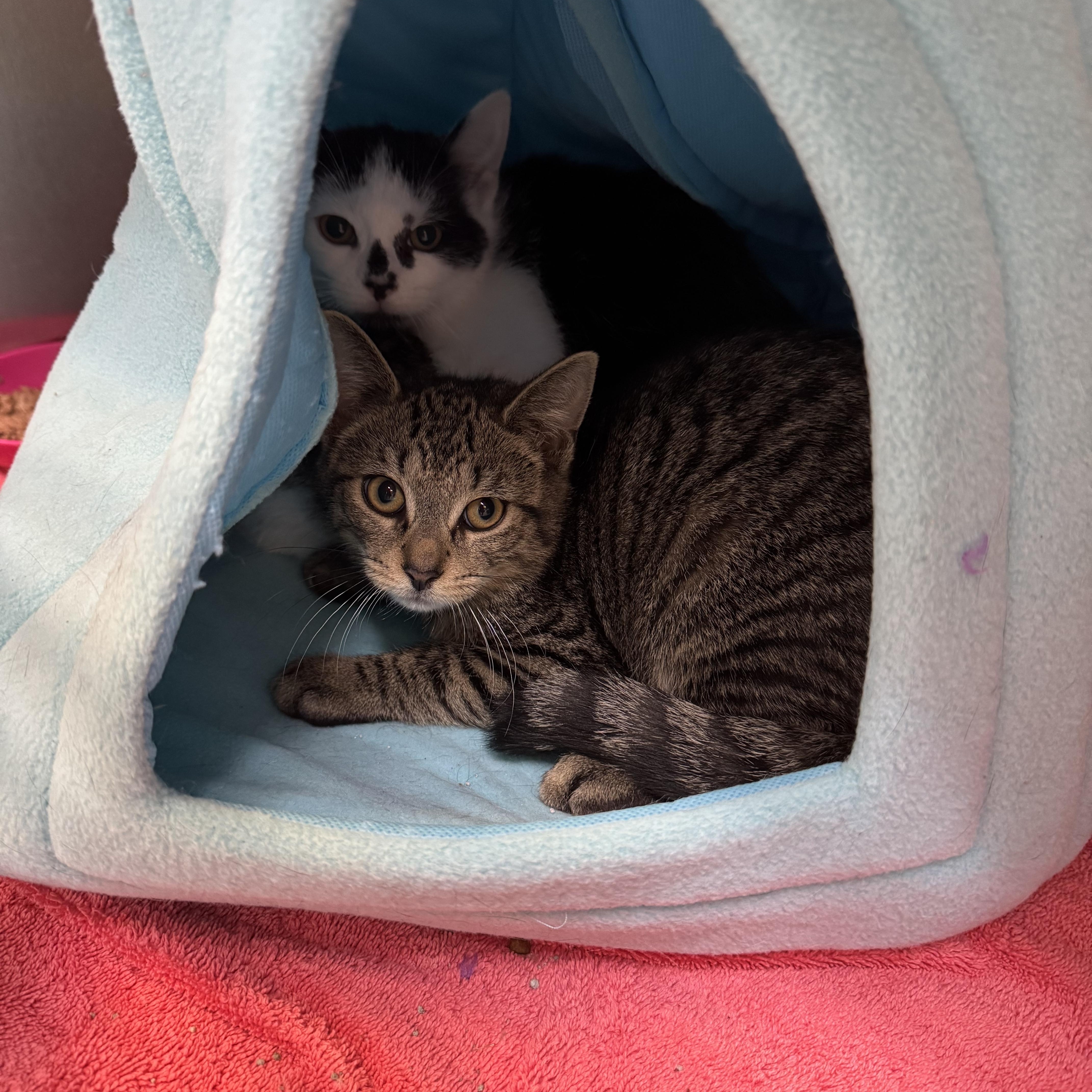 Spicy Kittens!