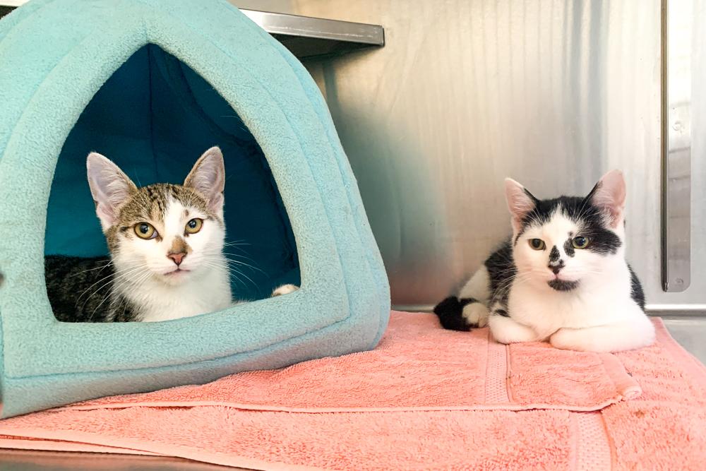 Spicy Kittens!