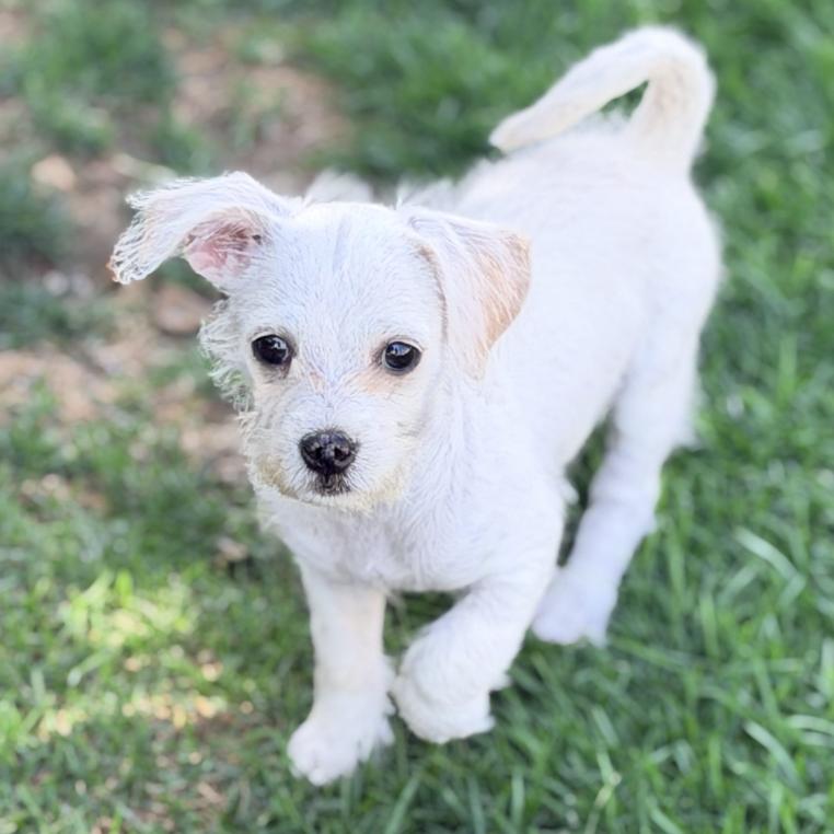 Ruby, adopted, Puppy Female Chihuahua & Miniature Poodle.