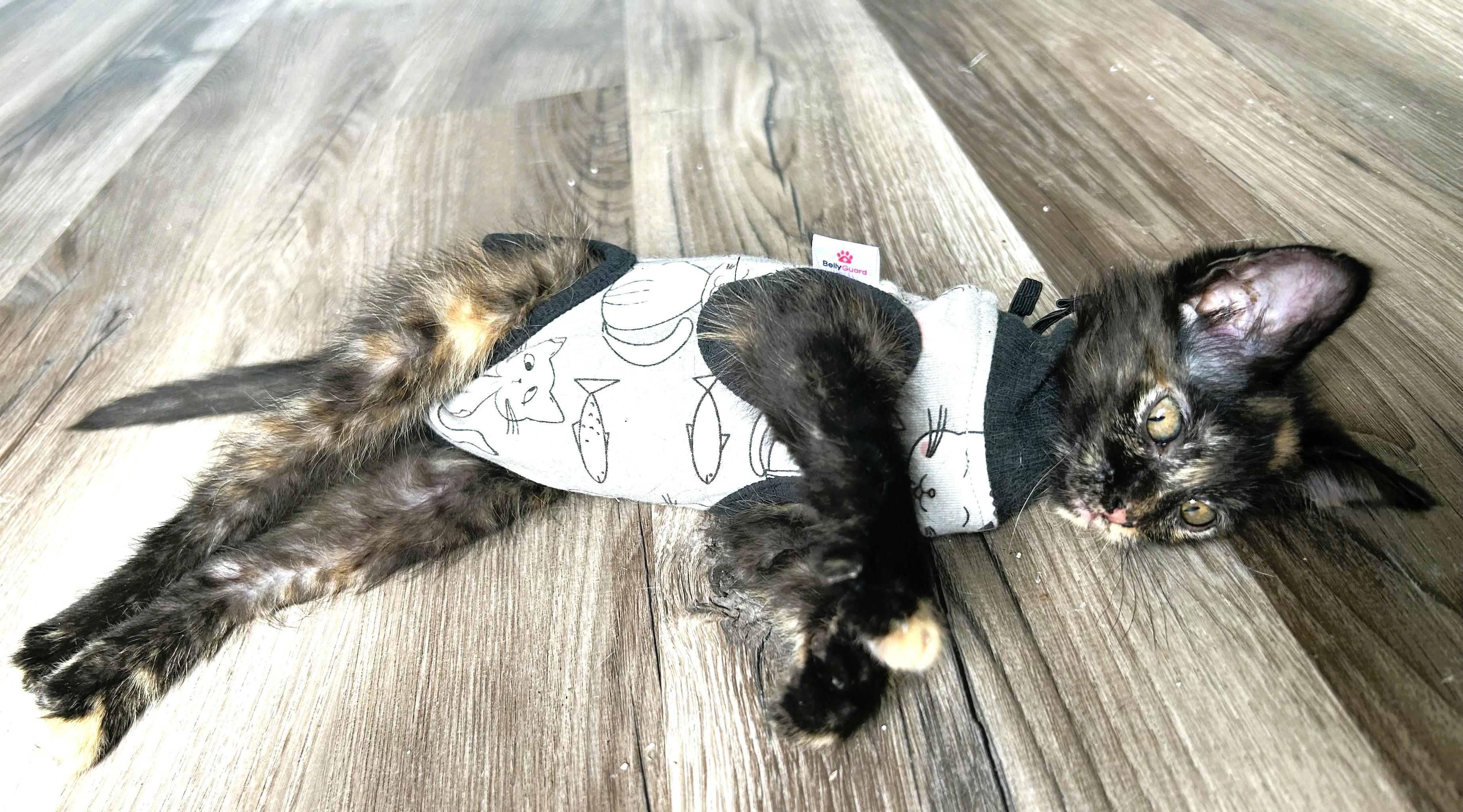 Rio, an adopted Domestic Long Hair in Tulsa, OK image 4/4