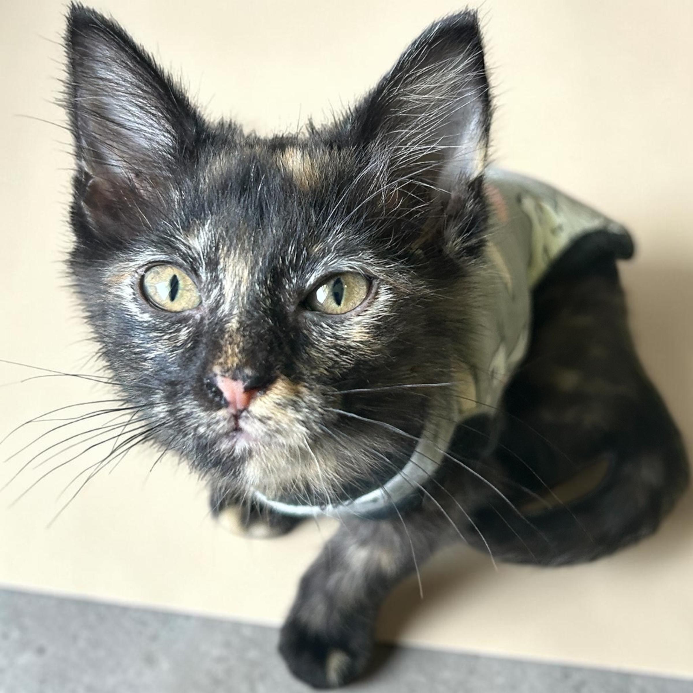 Rio, an adopted Domestic Long Hair in Tulsa, OK image 3/4