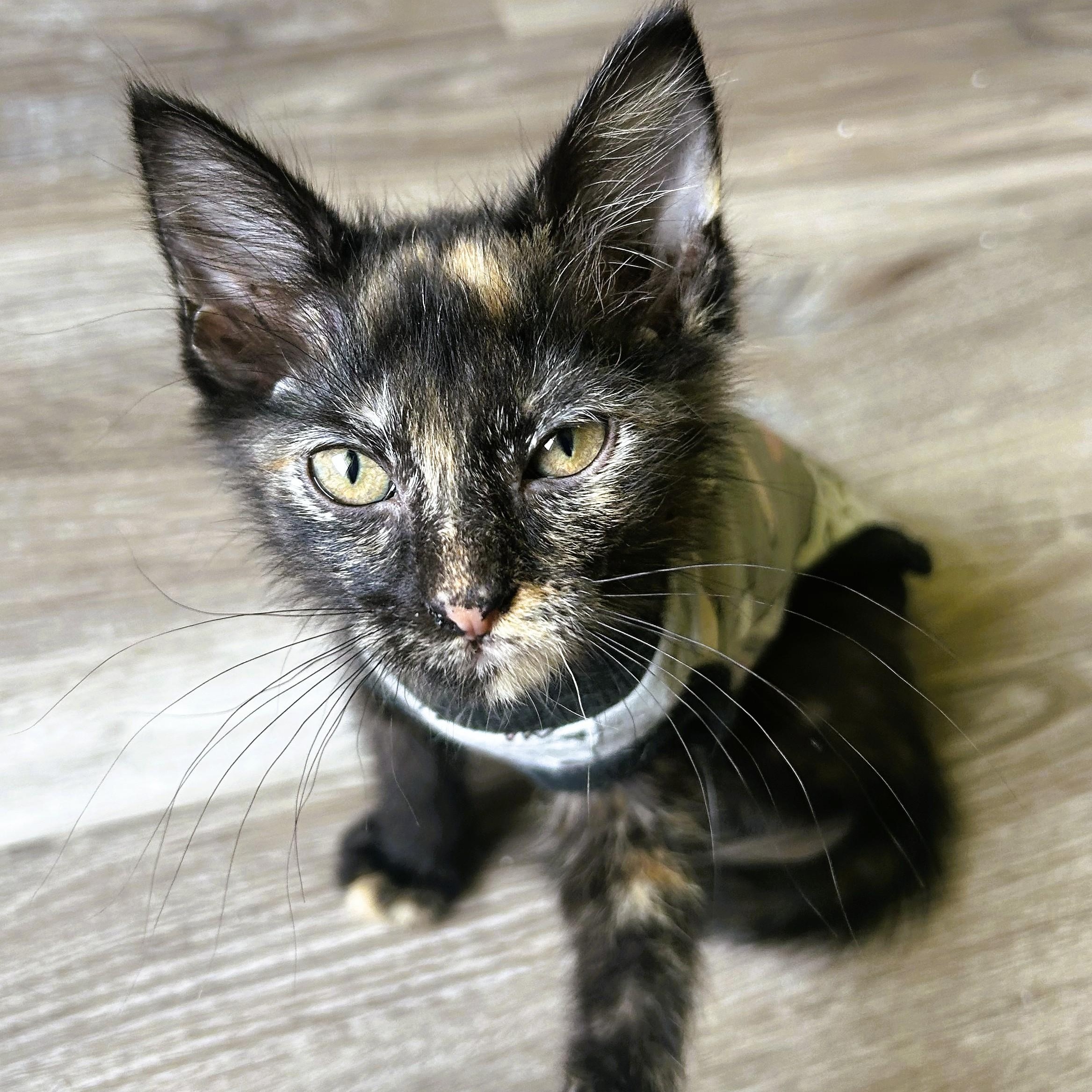 Rio, adopted, Kitten Female Domestic Long Hair.