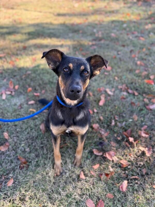 Hannah, Adoptable, Young Female Shepherd & Mixed Breed.