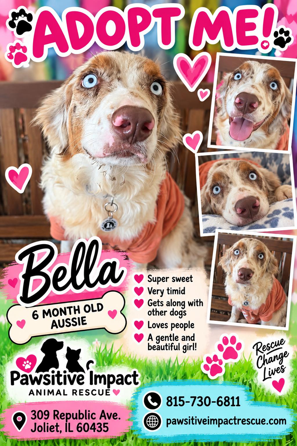 Enlarge Bella, a Adoptable mixed breed in Joliet, IL image 1/3