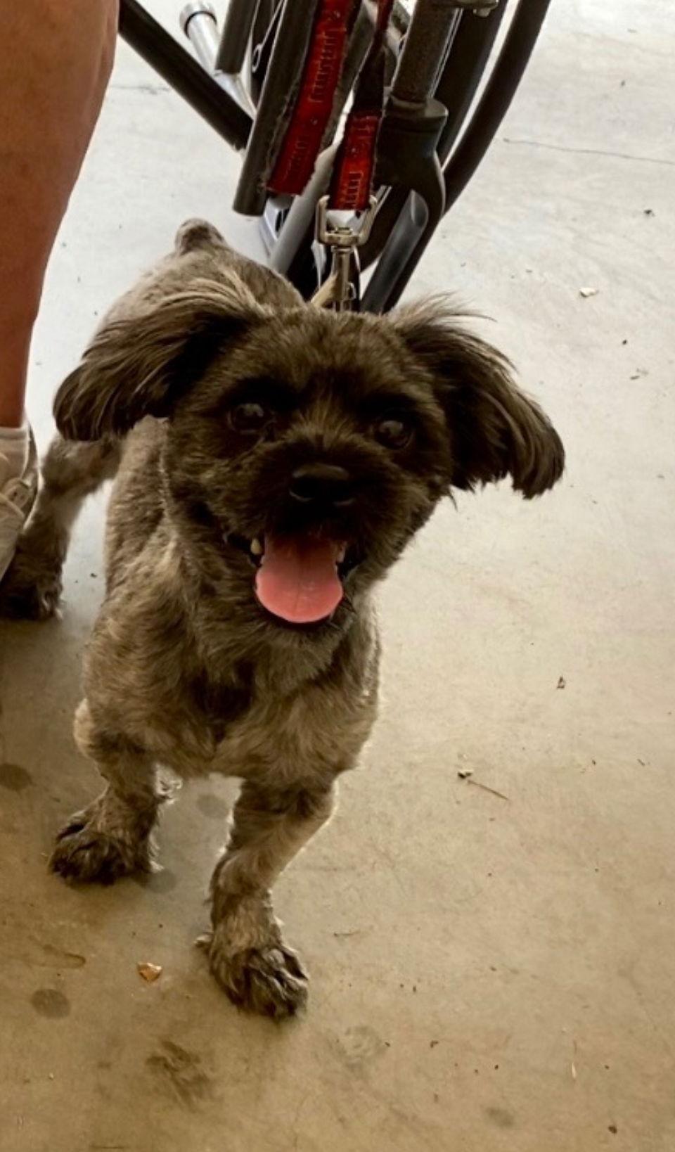 Enlarge Ranger, a Adopted Shih Tzu in Orlando, FL image 1/3