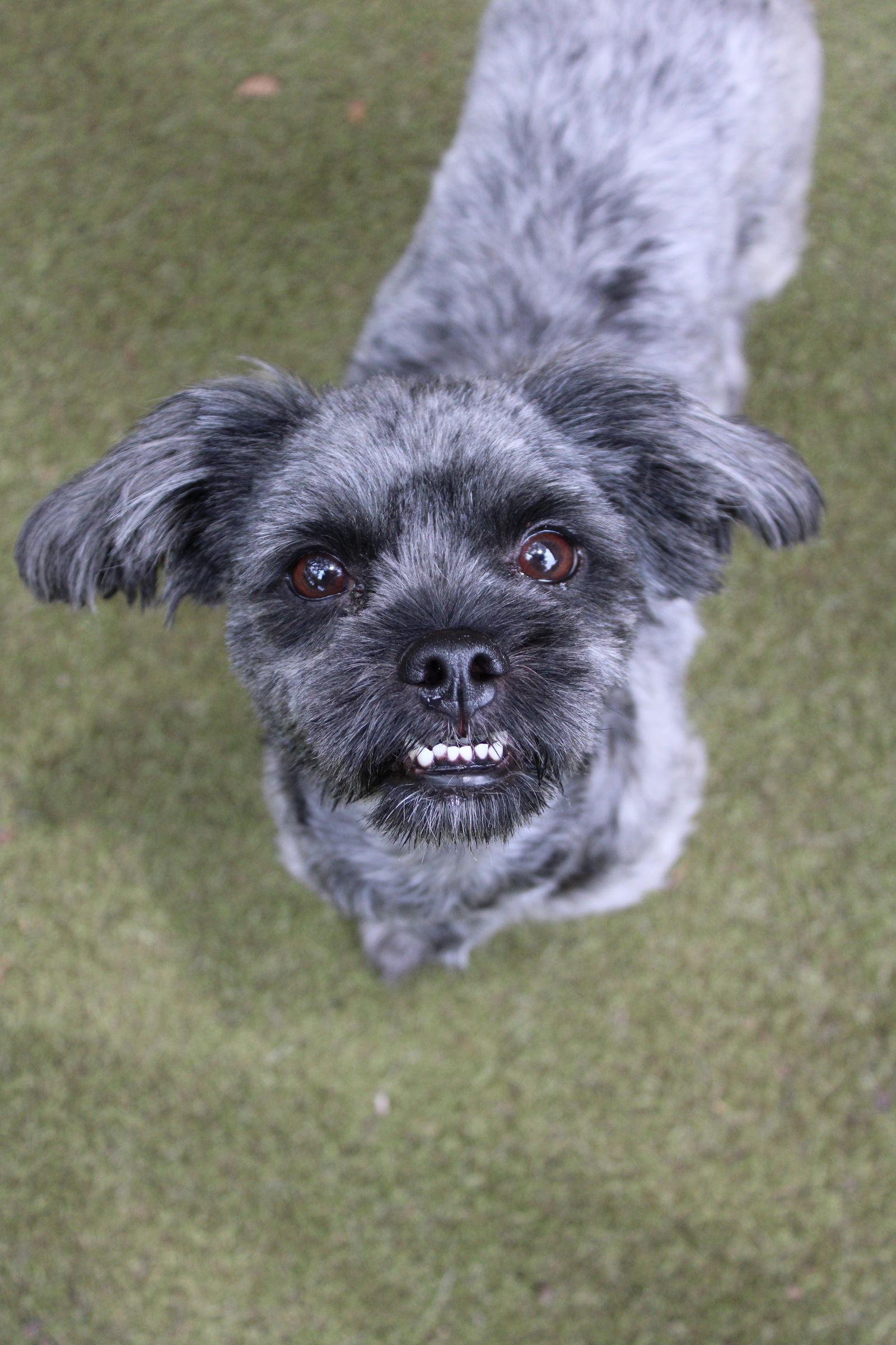 Enlarge Ranger, a Adopted Shih Tzu in Orlando, FL image 2/3