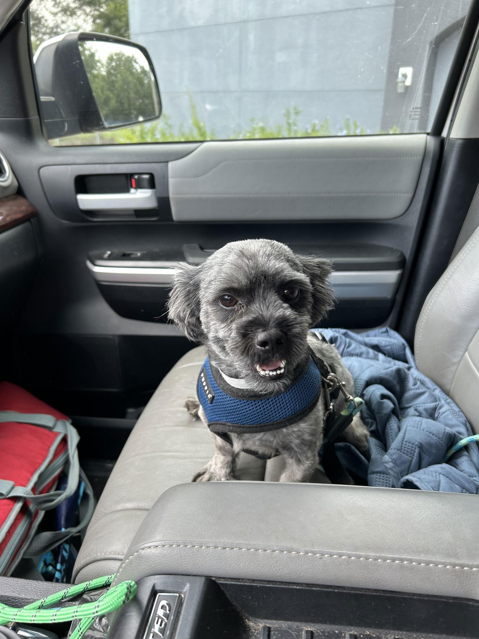 Enlarge Ranger, a Adopted Shih Tzu in Orlando, FL image 3/3