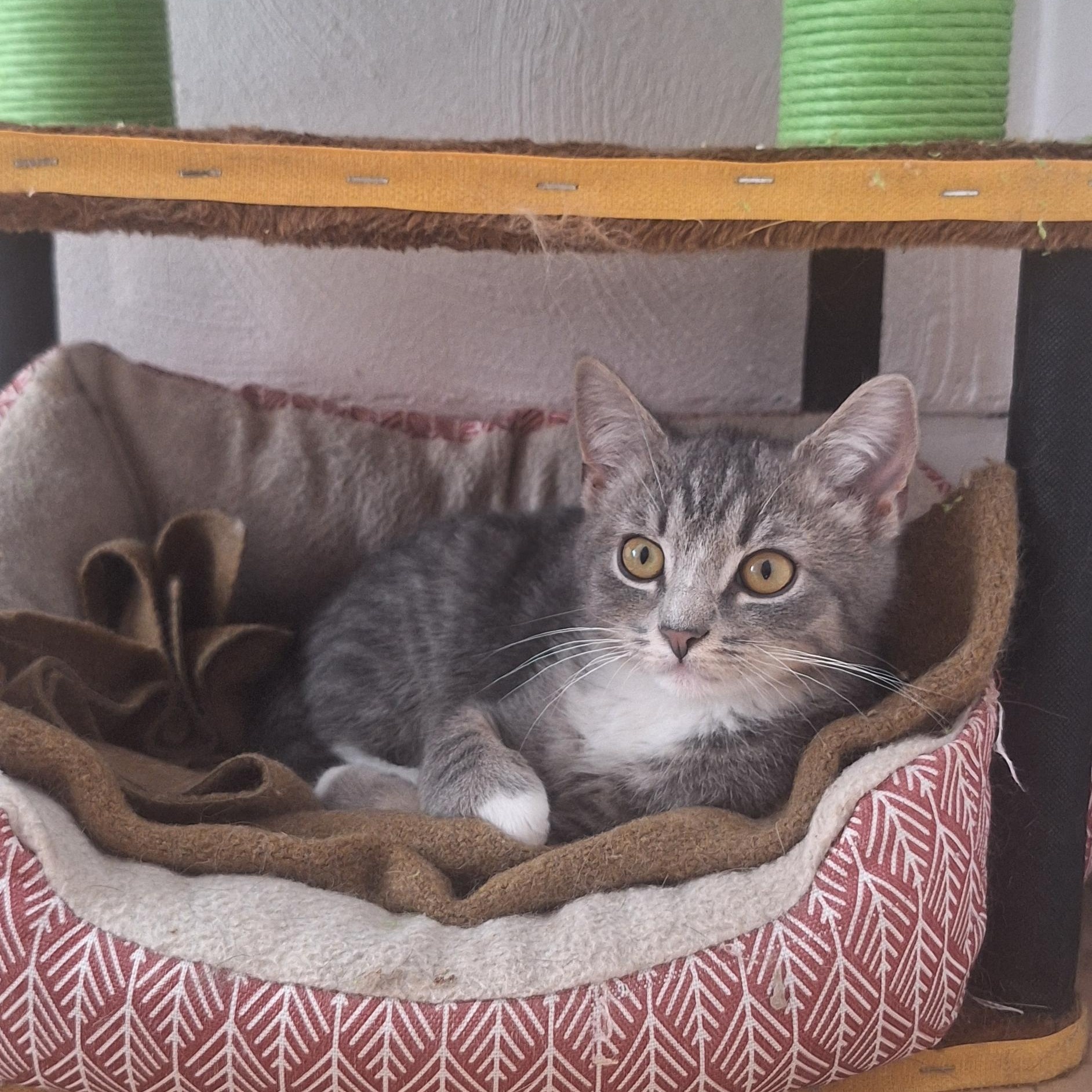 Enlarge Tony+Toby (bonded pair), a Adoptable Domestic Short Hair in BUTLER, PA image 2/5