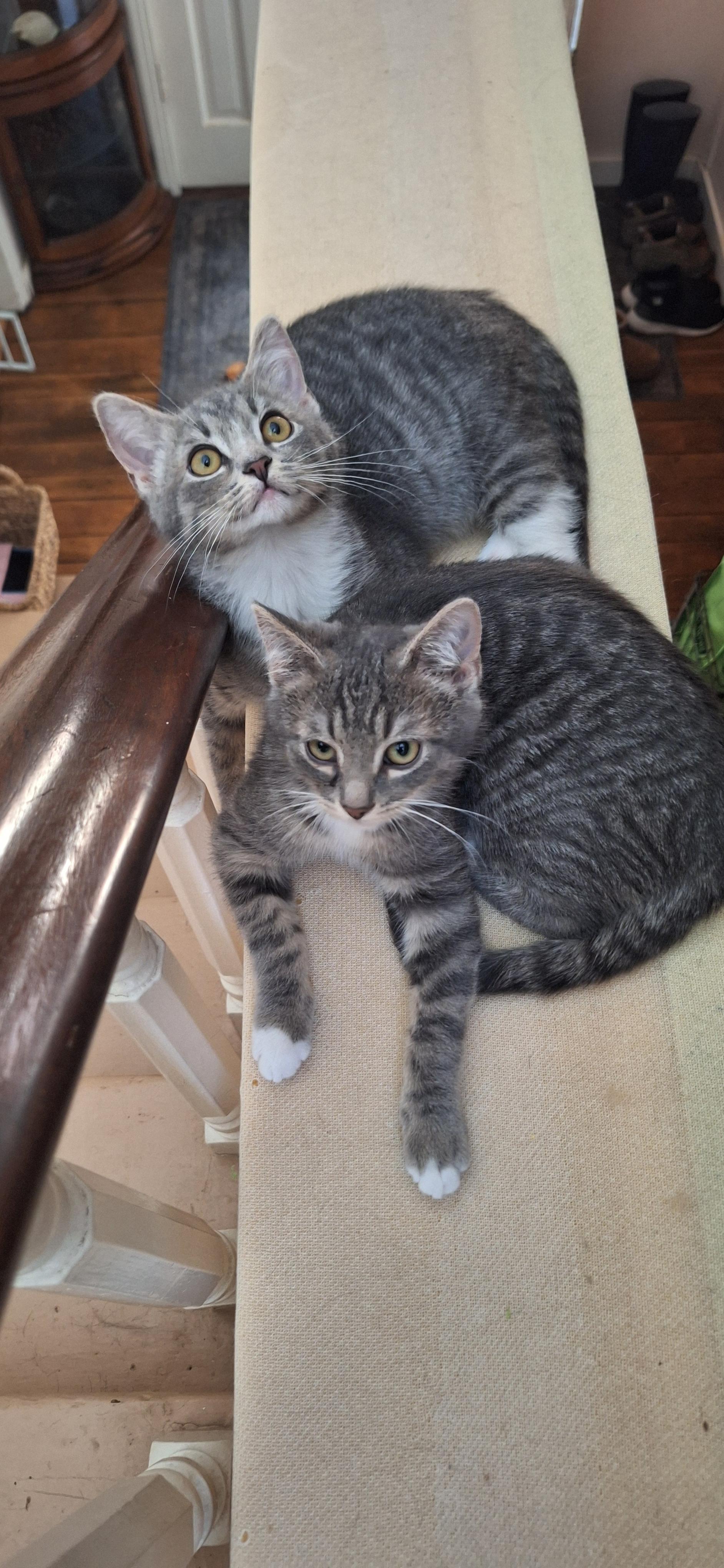 Enlarge Tony+Toby (bonded pair), a Adoptable Domestic Short Hair in BUTLER, PA image 4/5