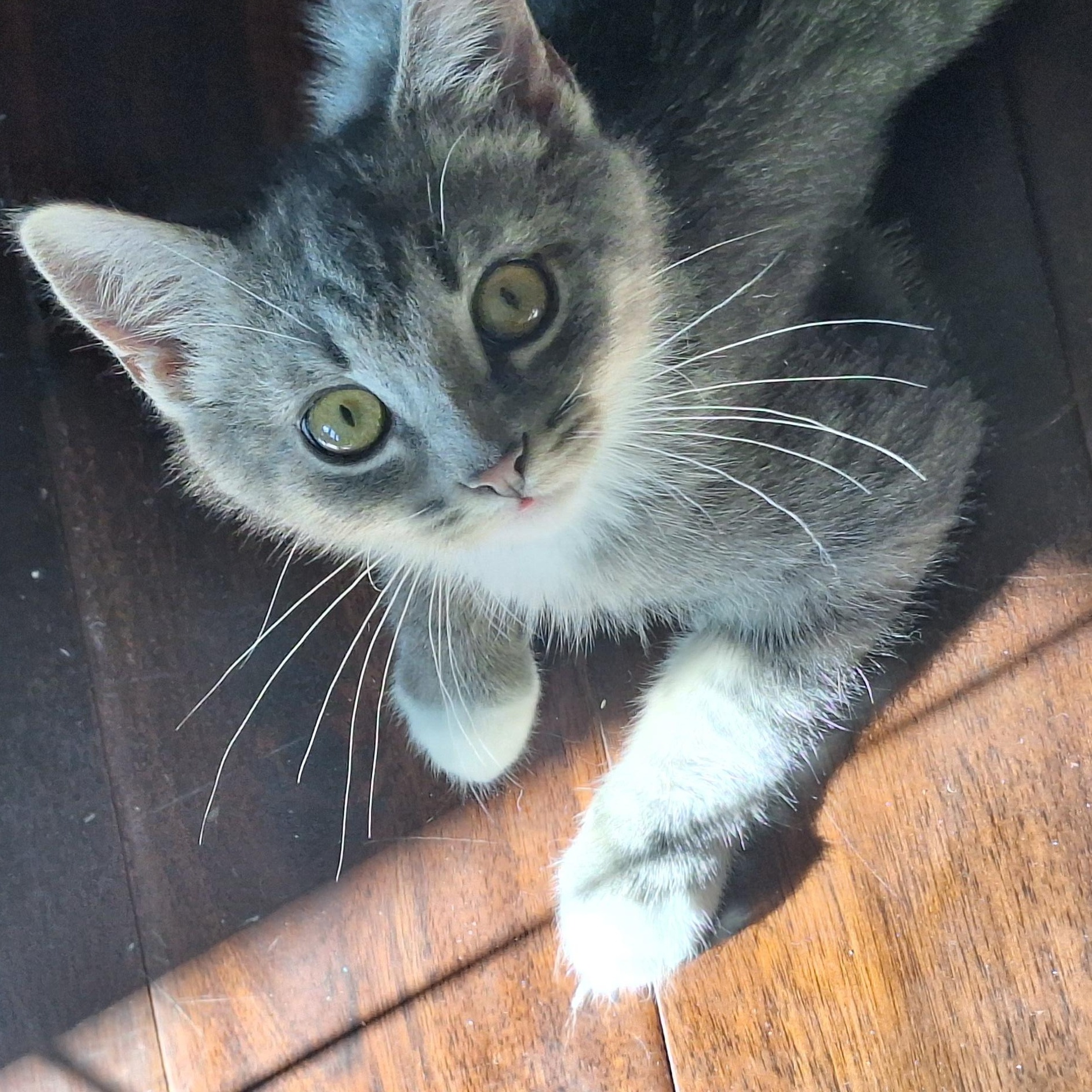 Enlarge Tony+Toby (bonded pair), a Adoptable Domestic Short Hair in BUTLER, PA image 5/5