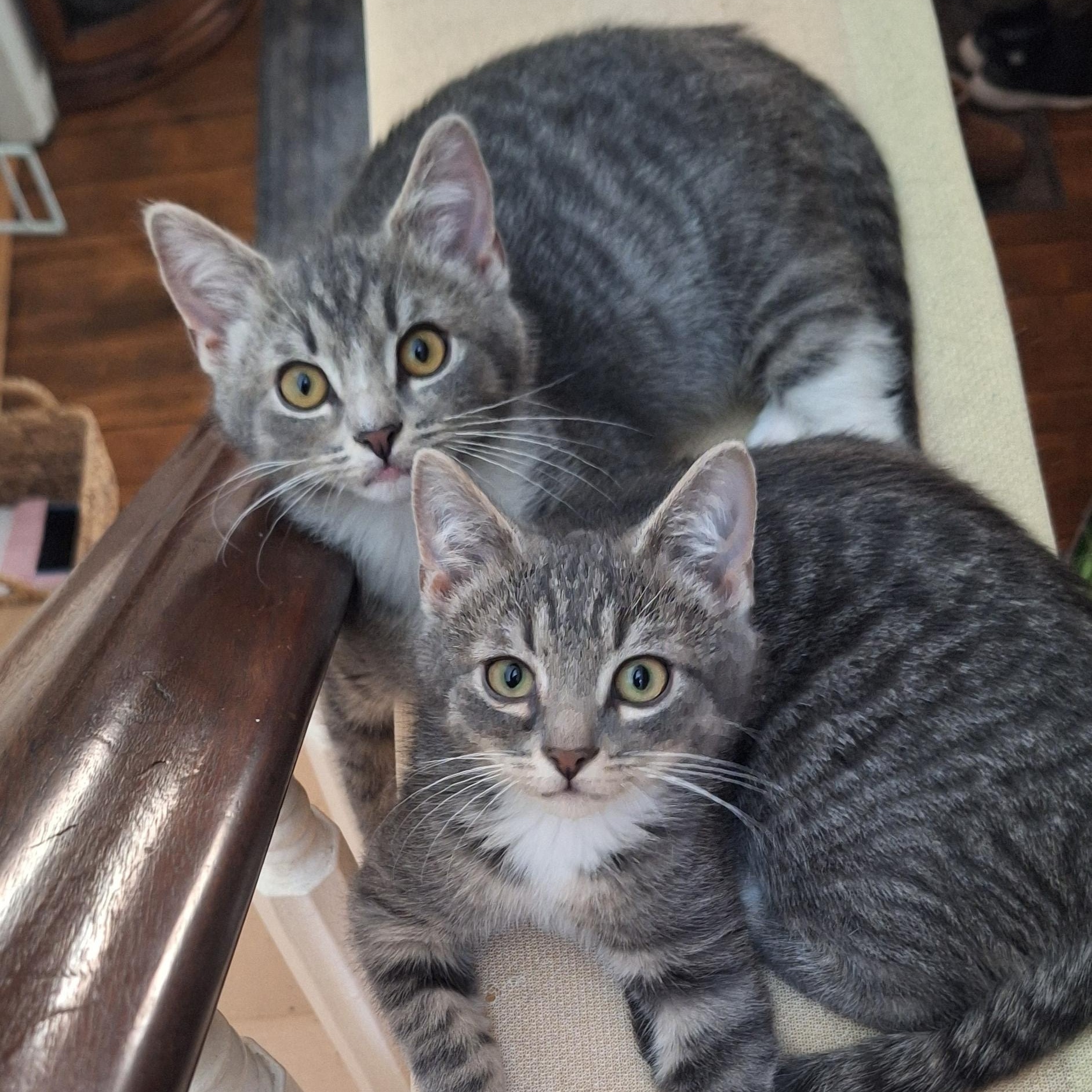 Tony+Toby (bonded pair), Adoptable, Young Male Domestic Short Hair.