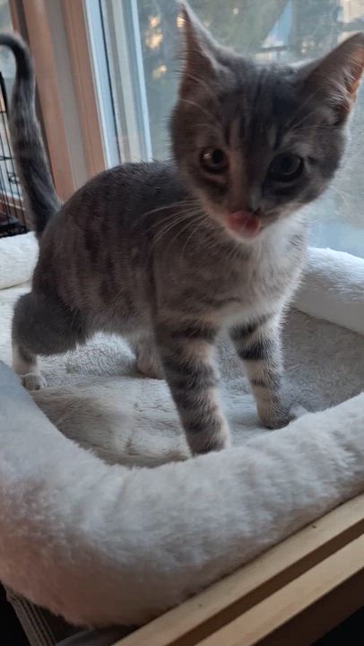 Enlarge Tony+Toby (bonded pair), a Adoptable Domestic Short Hair in BUTLER, PA video 3/5