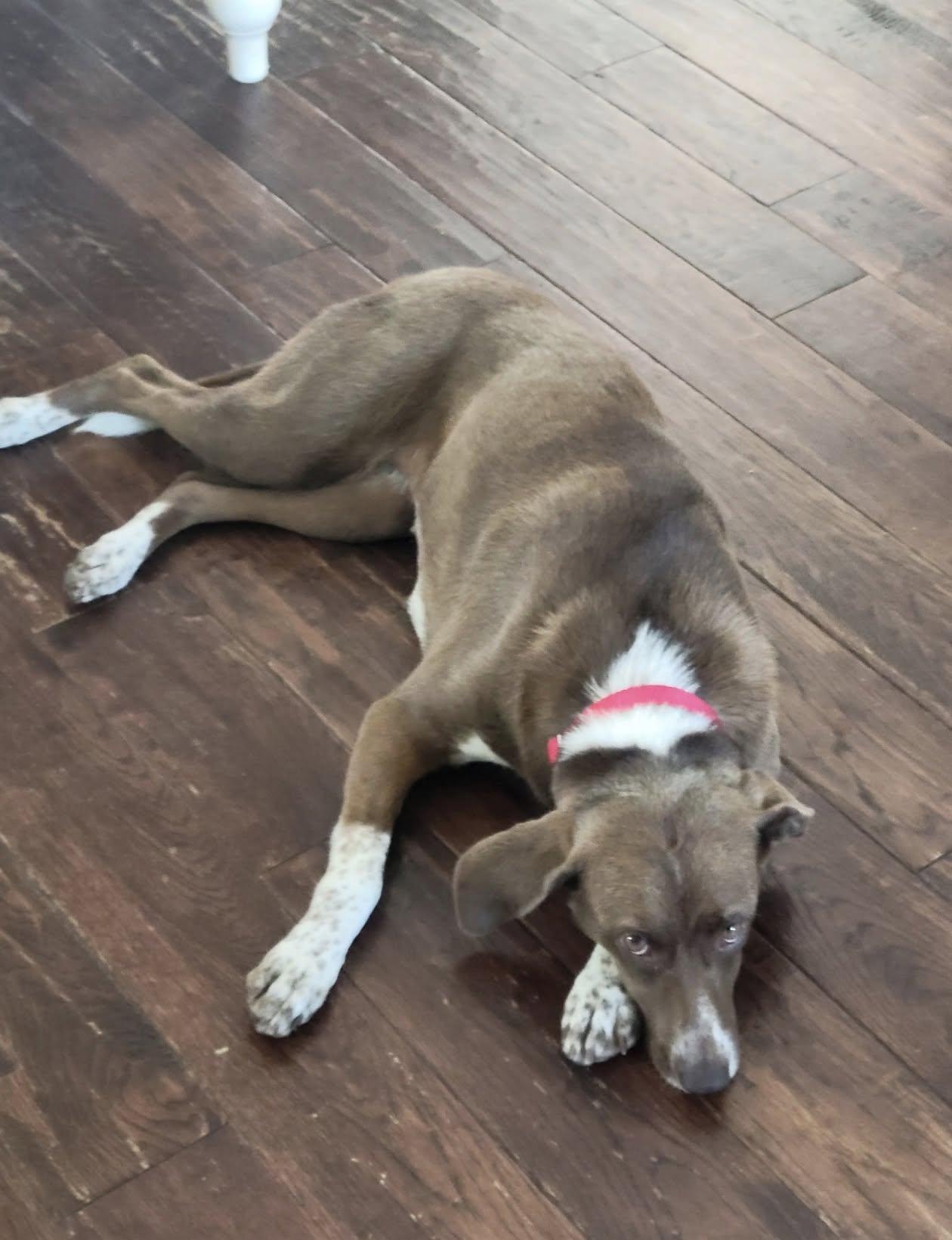 Sadee, a ADOPTABLE mixed breed in Celina, OH image 5/5