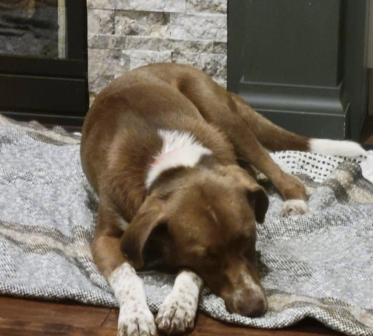 Sadee, a ADOPTABLE mixed breed in Celina, OH image 4/5