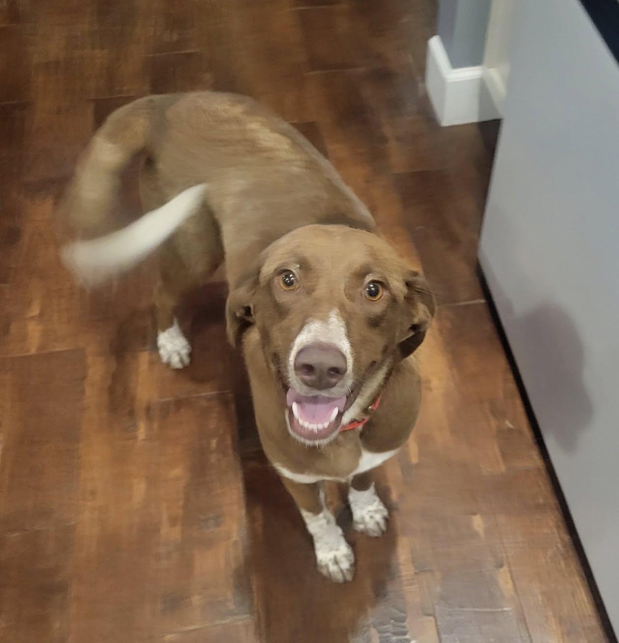 Sadee, a ADOPTABLE mixed breed in Celina, OH image 2/5